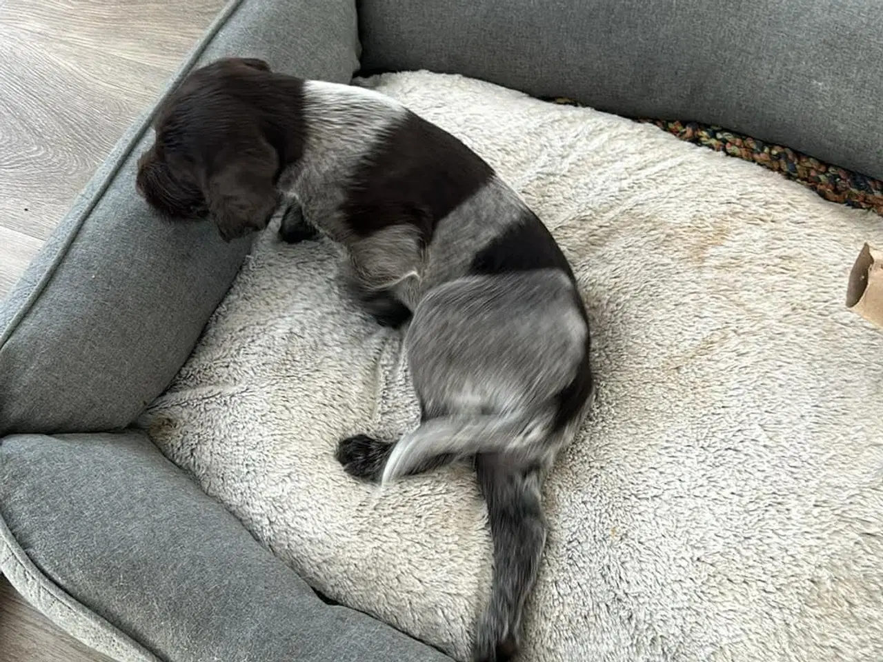 Billede 6 - Rughårede hønsehunds hvalpe