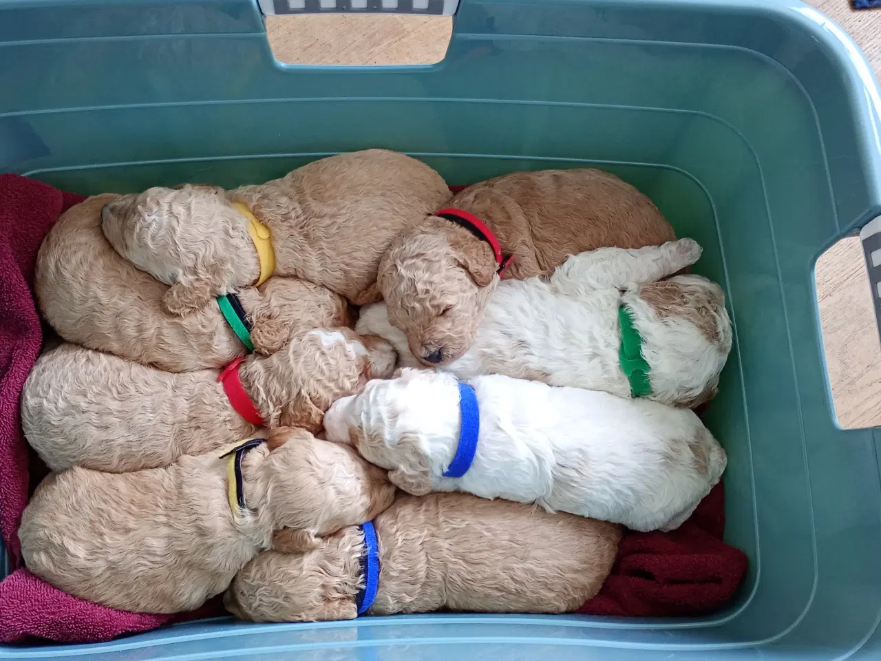 Billede 7 - Springerdoodle hvalpe