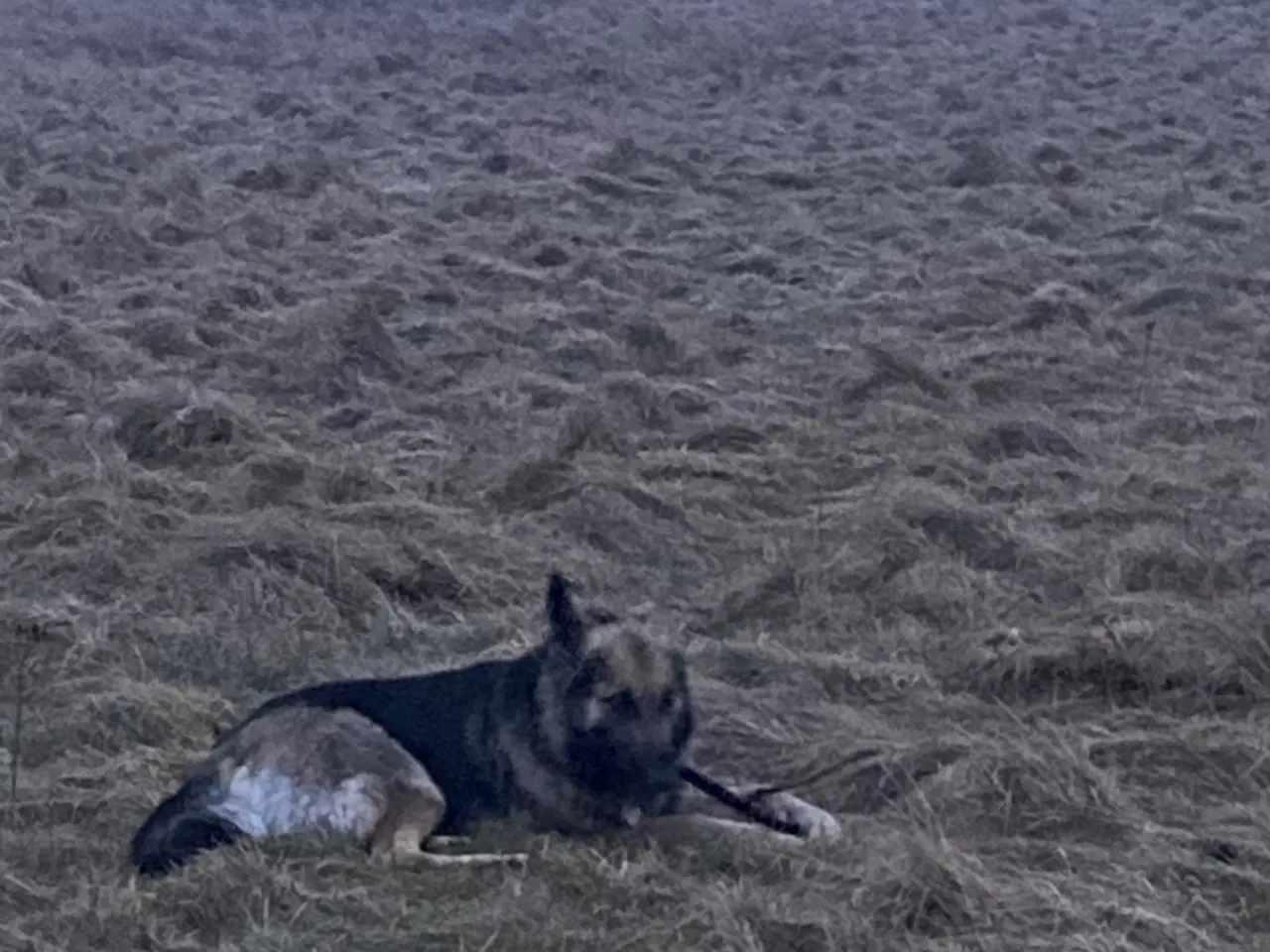 Billede 4 - Schæferhund tæve søger nyt hjem