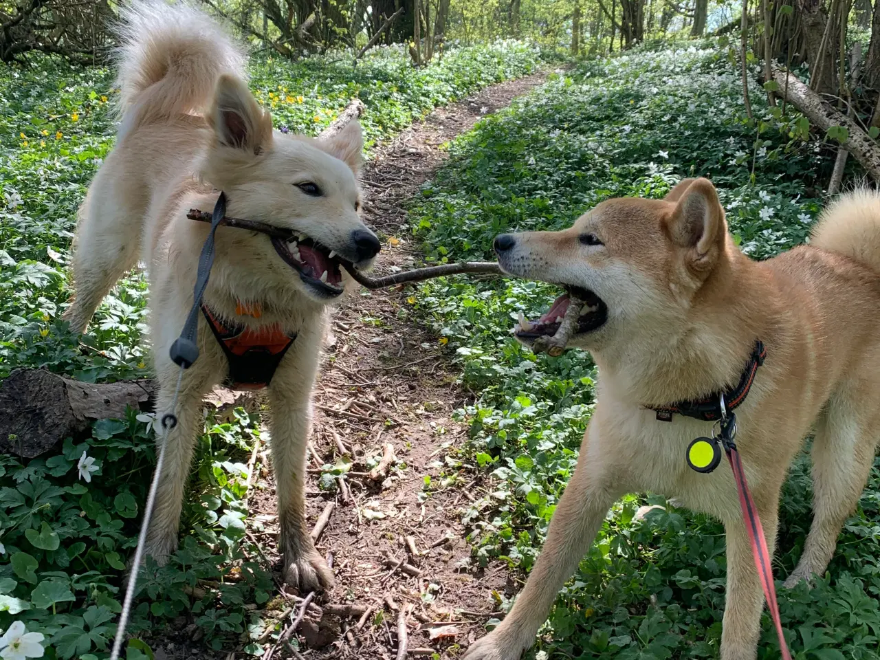 Billede 11 - Hundehvalpe Shiba Inu/Islandsk fårehund