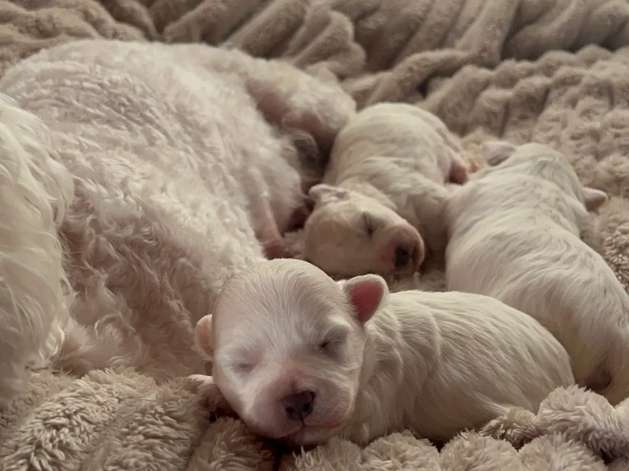 Billede 12 - Havachon hvalpe 🐶