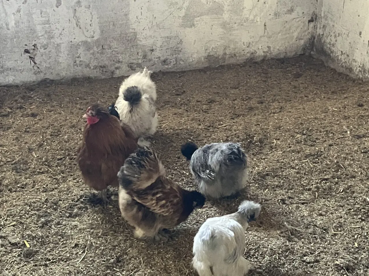 Billede 1 - Silkehøns rugeæg