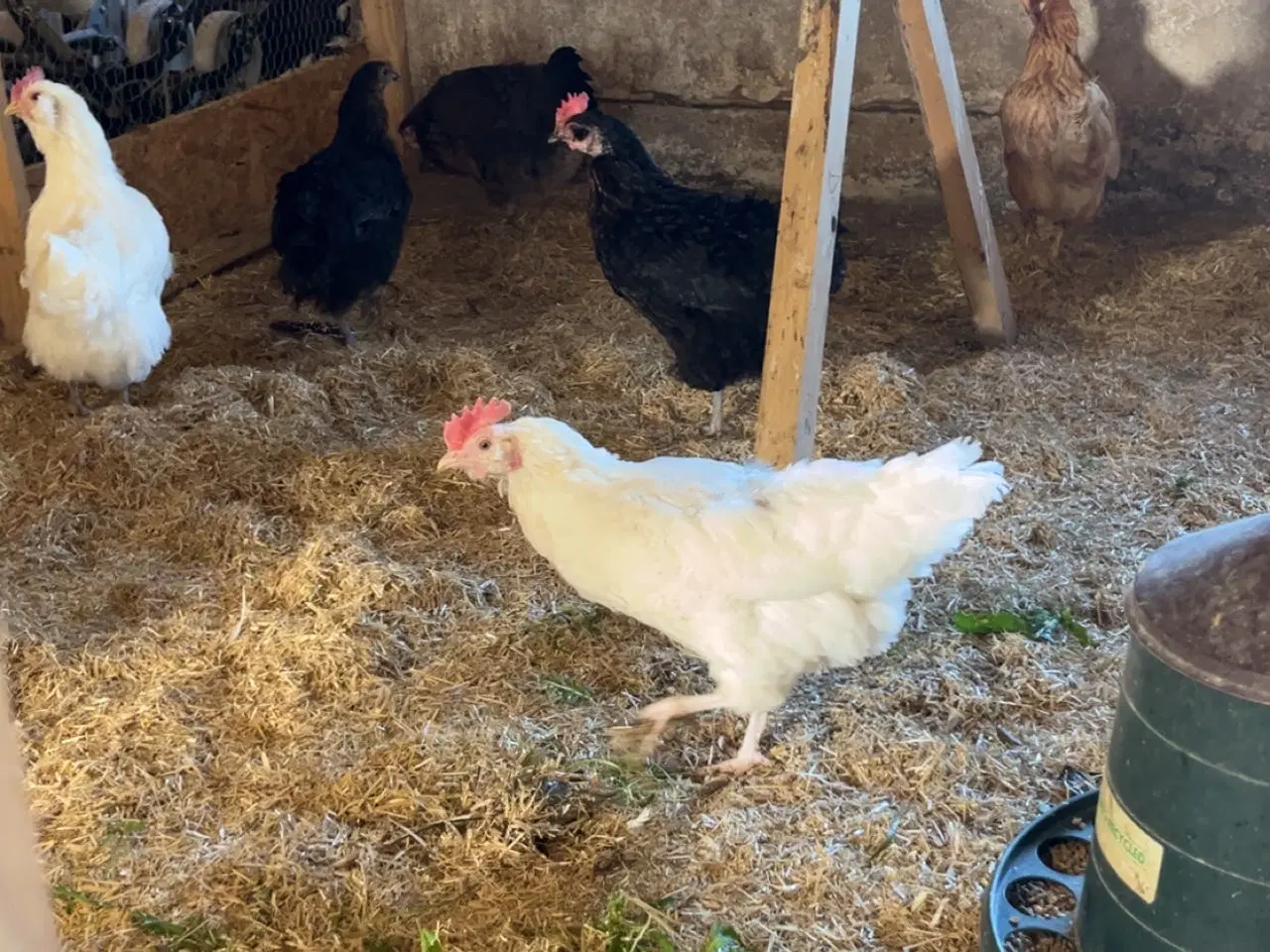 Billede 2 - Høns sælges