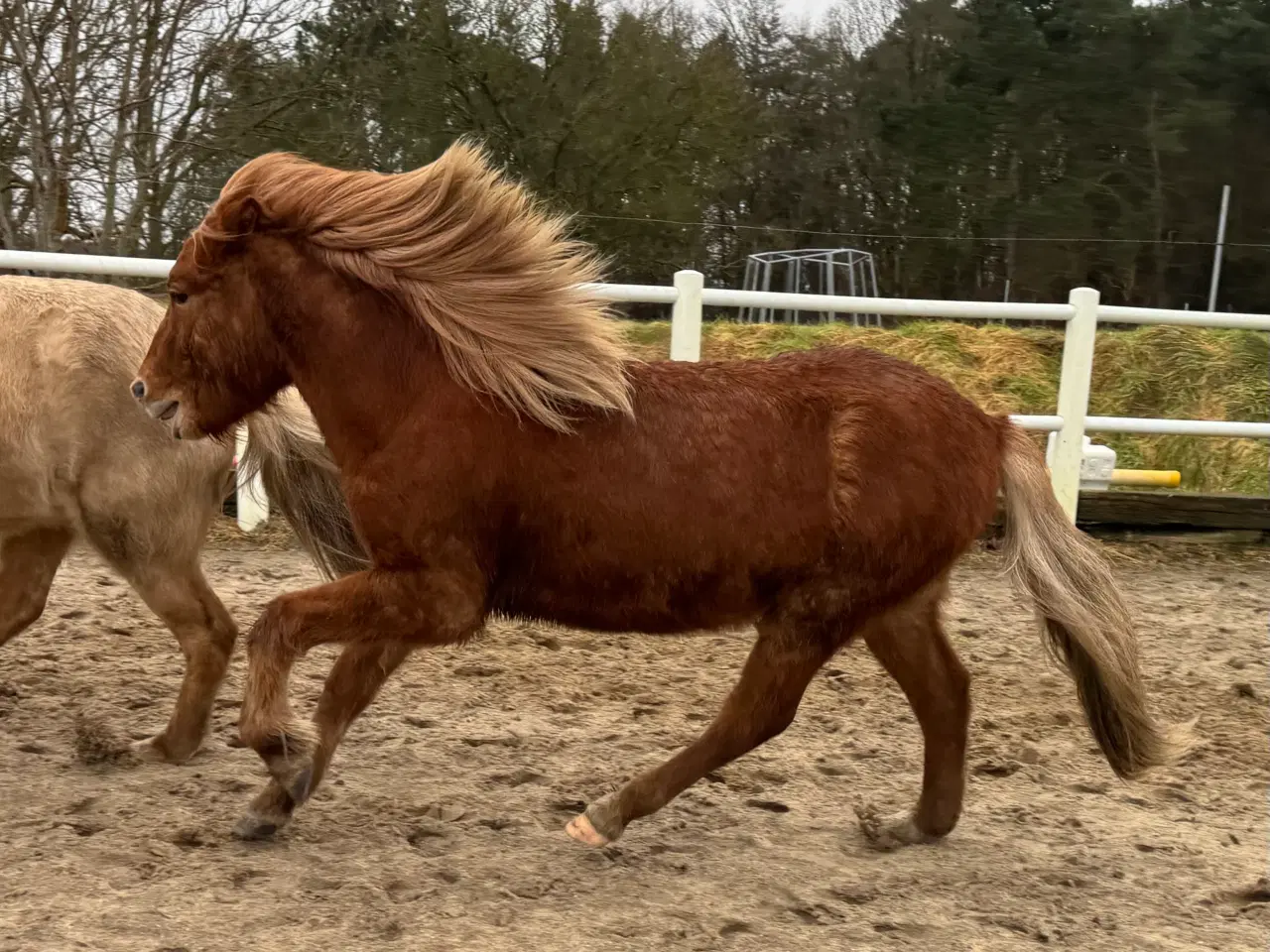 Billede 6 - 2 års islænder hingst Naturtølter