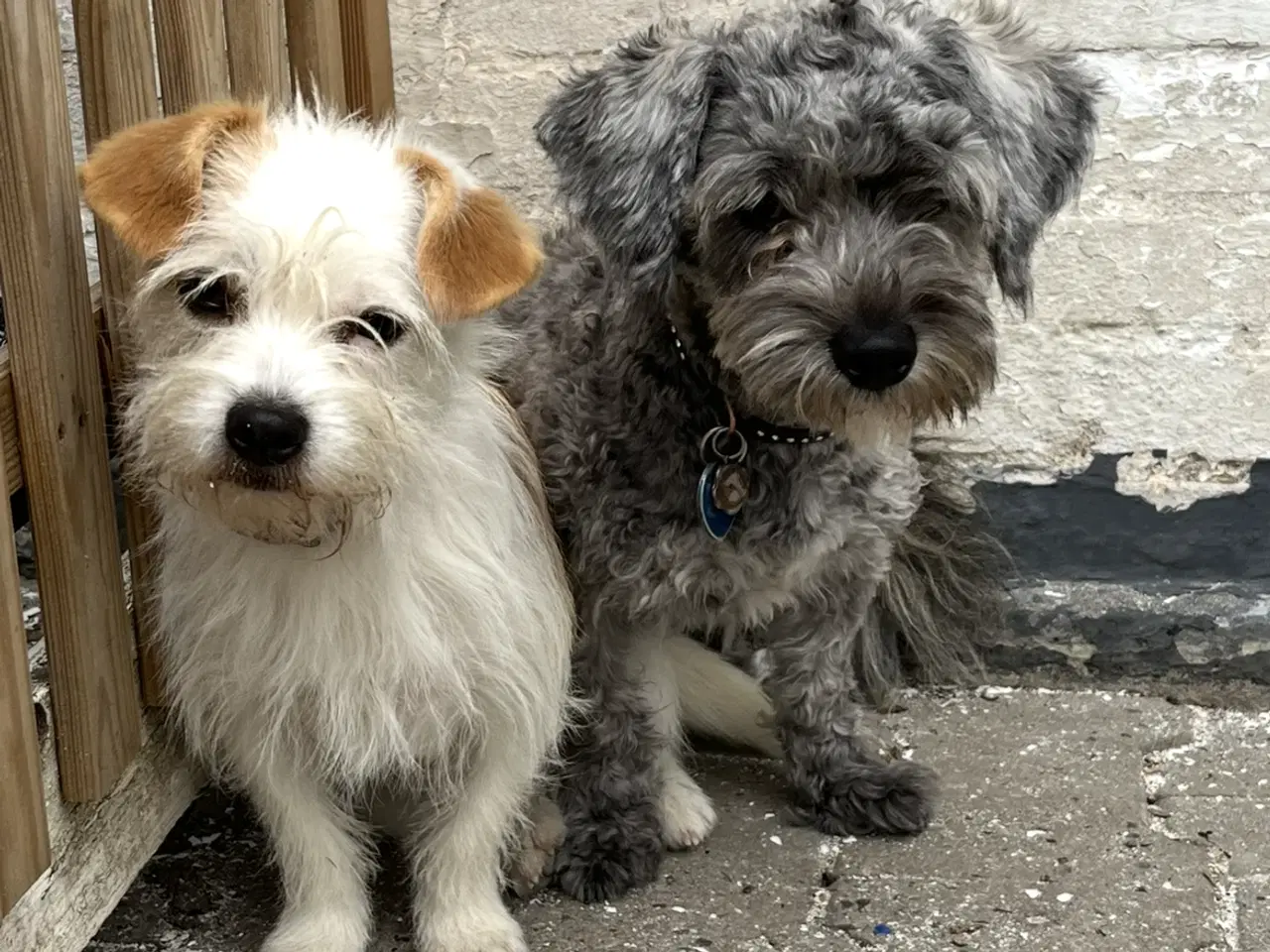 Billede 4 - Kun 3 skønne hanner tilbage nu!