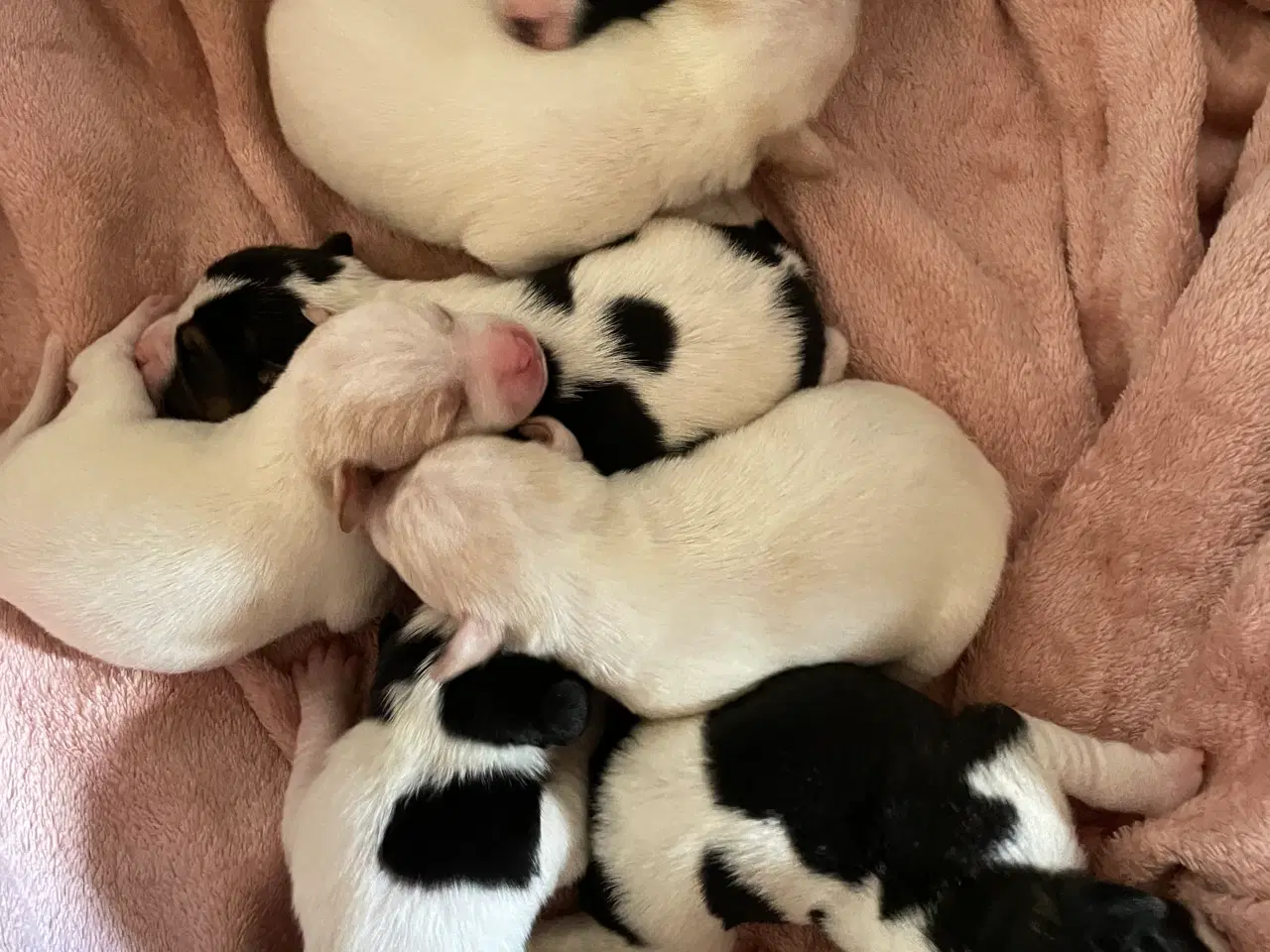 Billede 10 - Dansksvensk gårdhunde hvalpe 