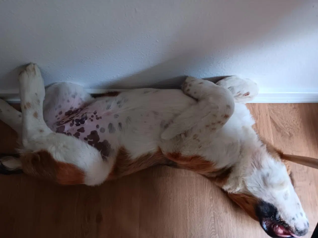 Billede 9 - Hunde hvalp