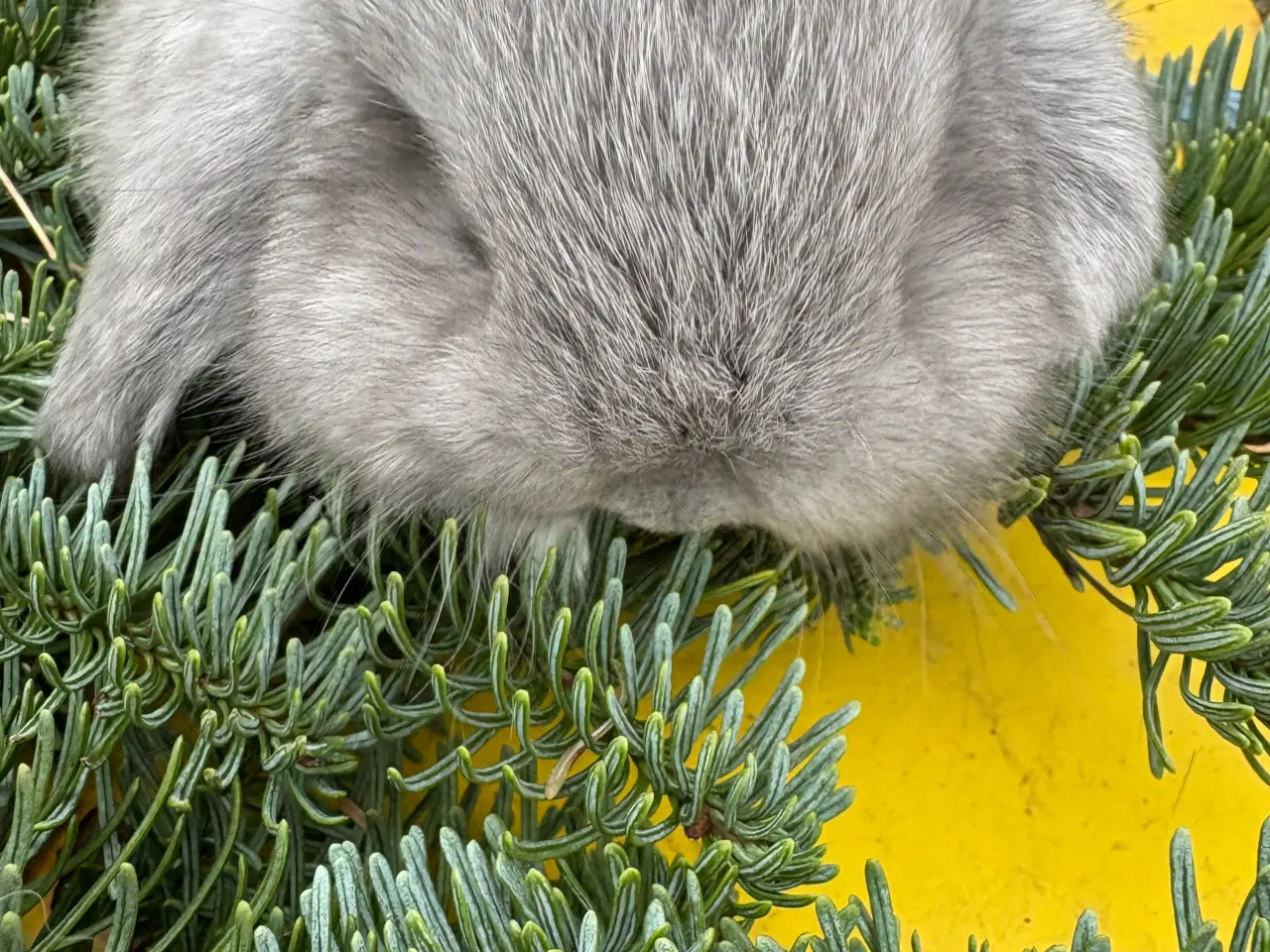 Billede 3 - Minilops 