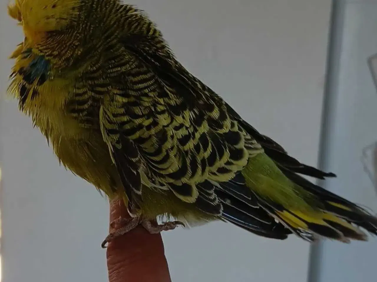 Billede 2 - Engelsk undulat hun, håndvandt