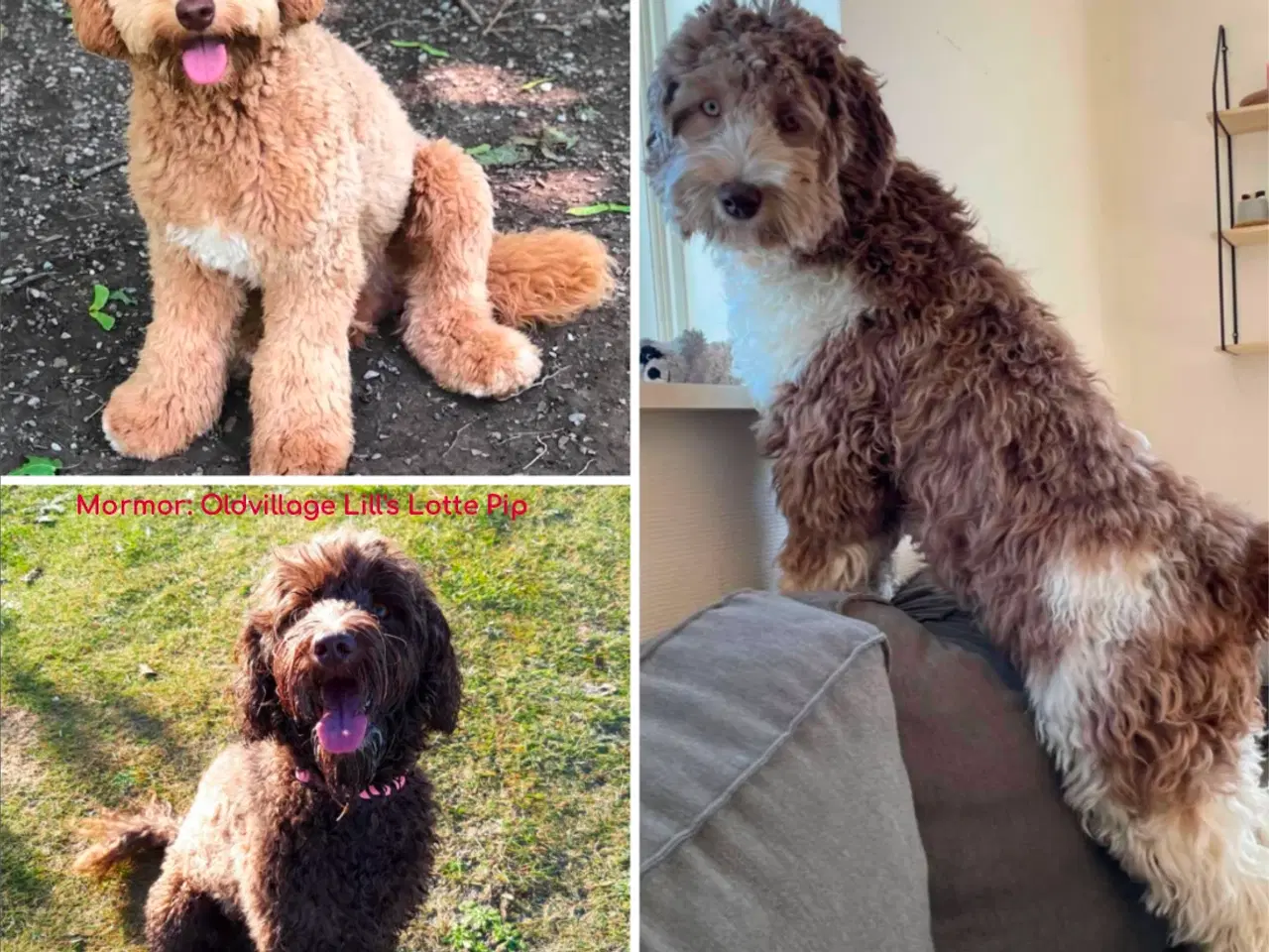 Billede 4 - Labradoodlehvalpe 2026