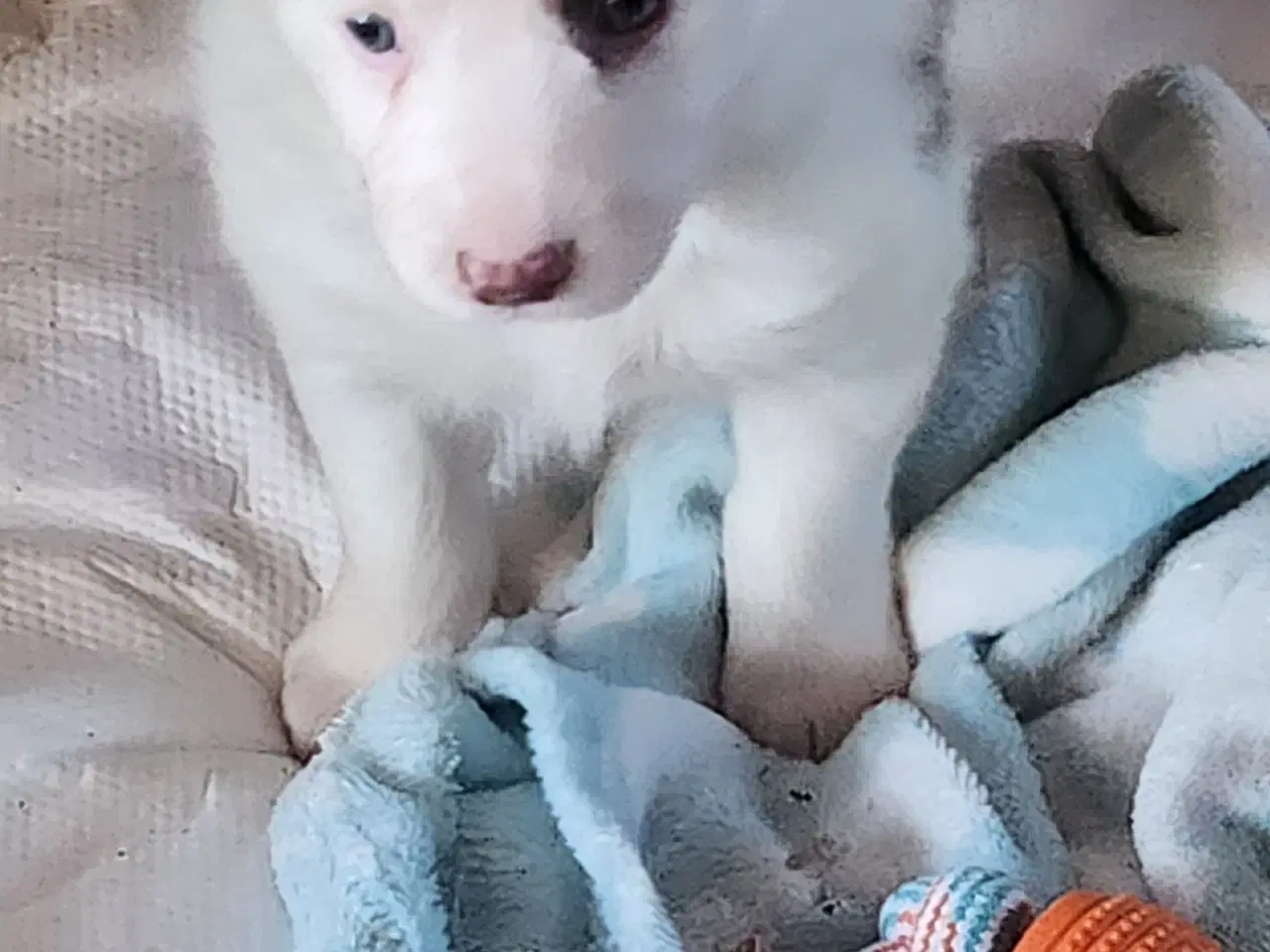 Billede 7 - Border collie/ Australien Shepherd mix