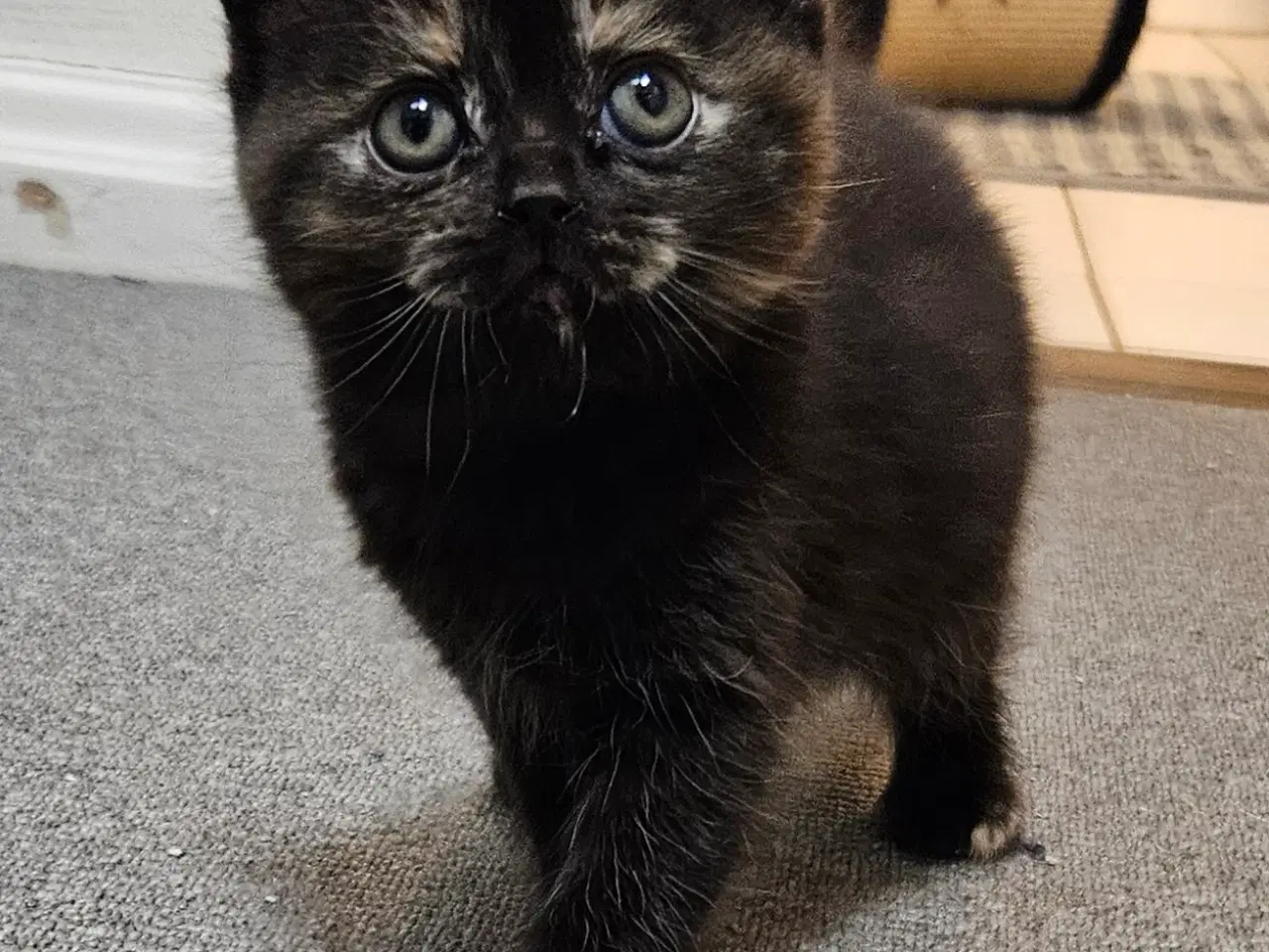 Billede 1 - British shorthair killinger med stamtavle