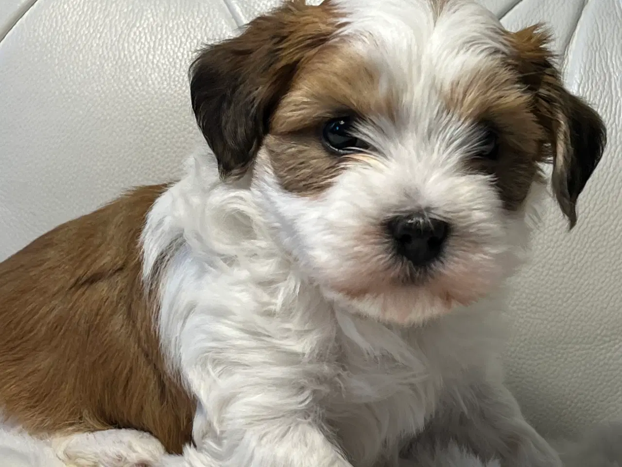 Billede 10 - 💙Skal Ditlev være din 💙