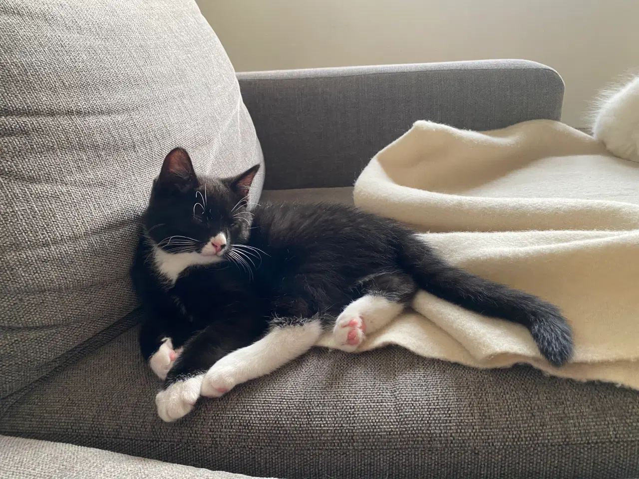 Billede 2 - Skønne killinger 1/2 norsk skovkat