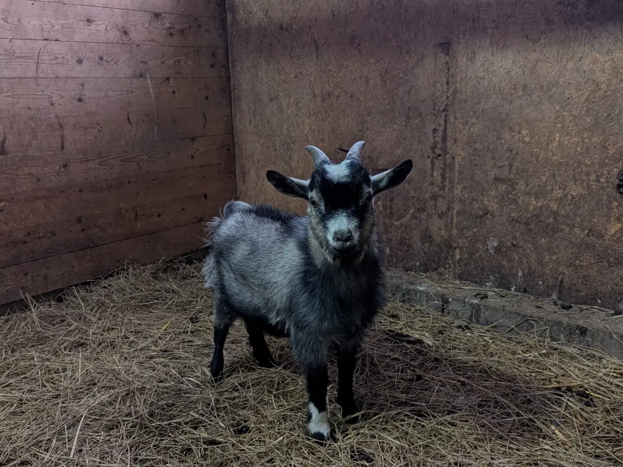 Billede 2 - Lille dværg buk