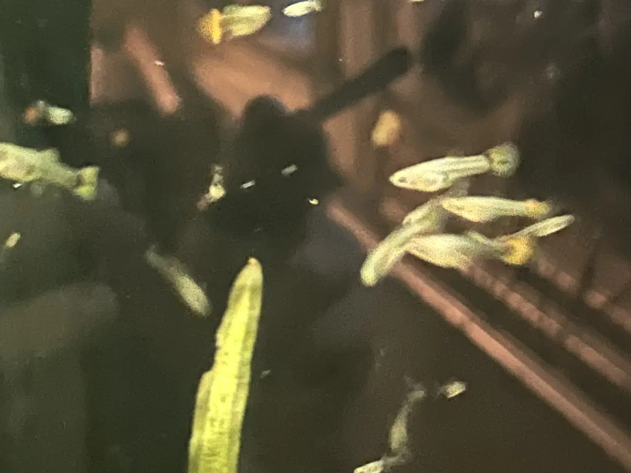 Billede 3 - ❤️🐟 Rednose Dumbo Guppy – Smuk Kontrast (unger)