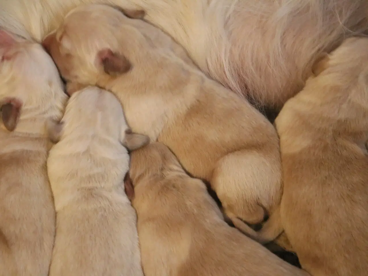 Billede 4 - Verdens smukkeste Golden Retriever hvalpe