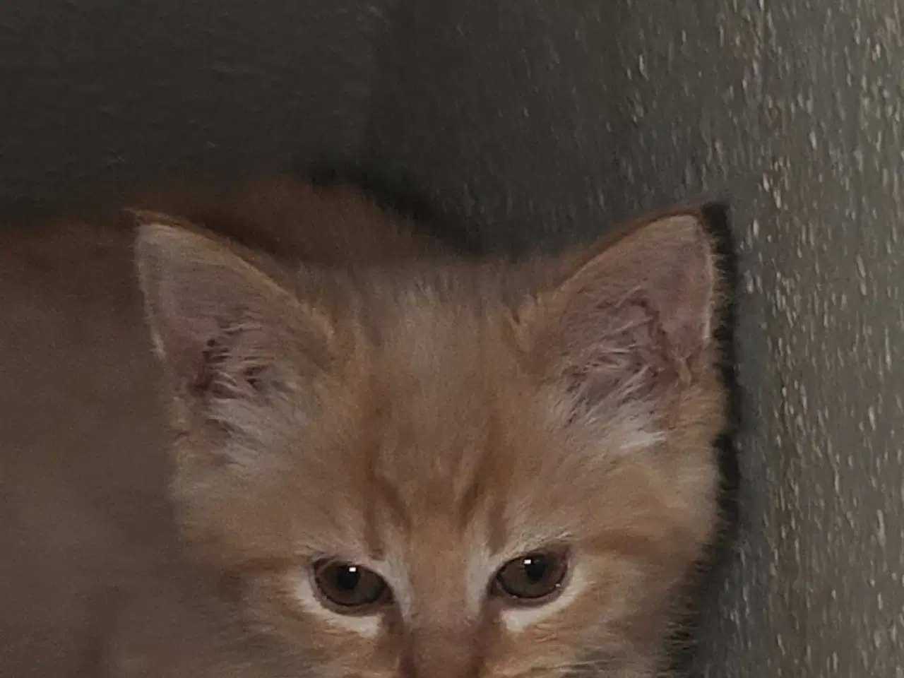 Billede 3 - Vidunderlige kattekillinger