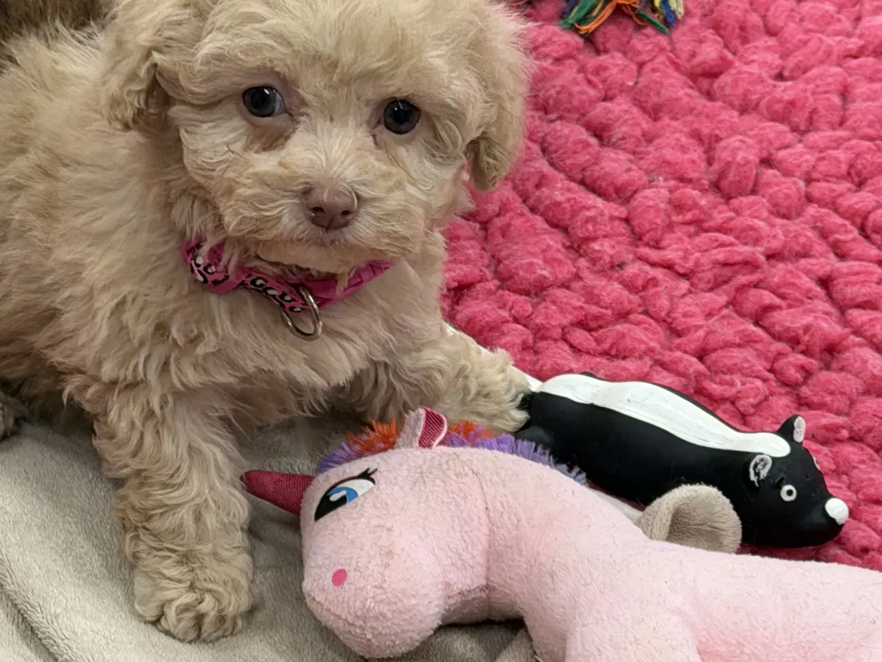 Billede 7 - Maltipoo piger rejseklar 