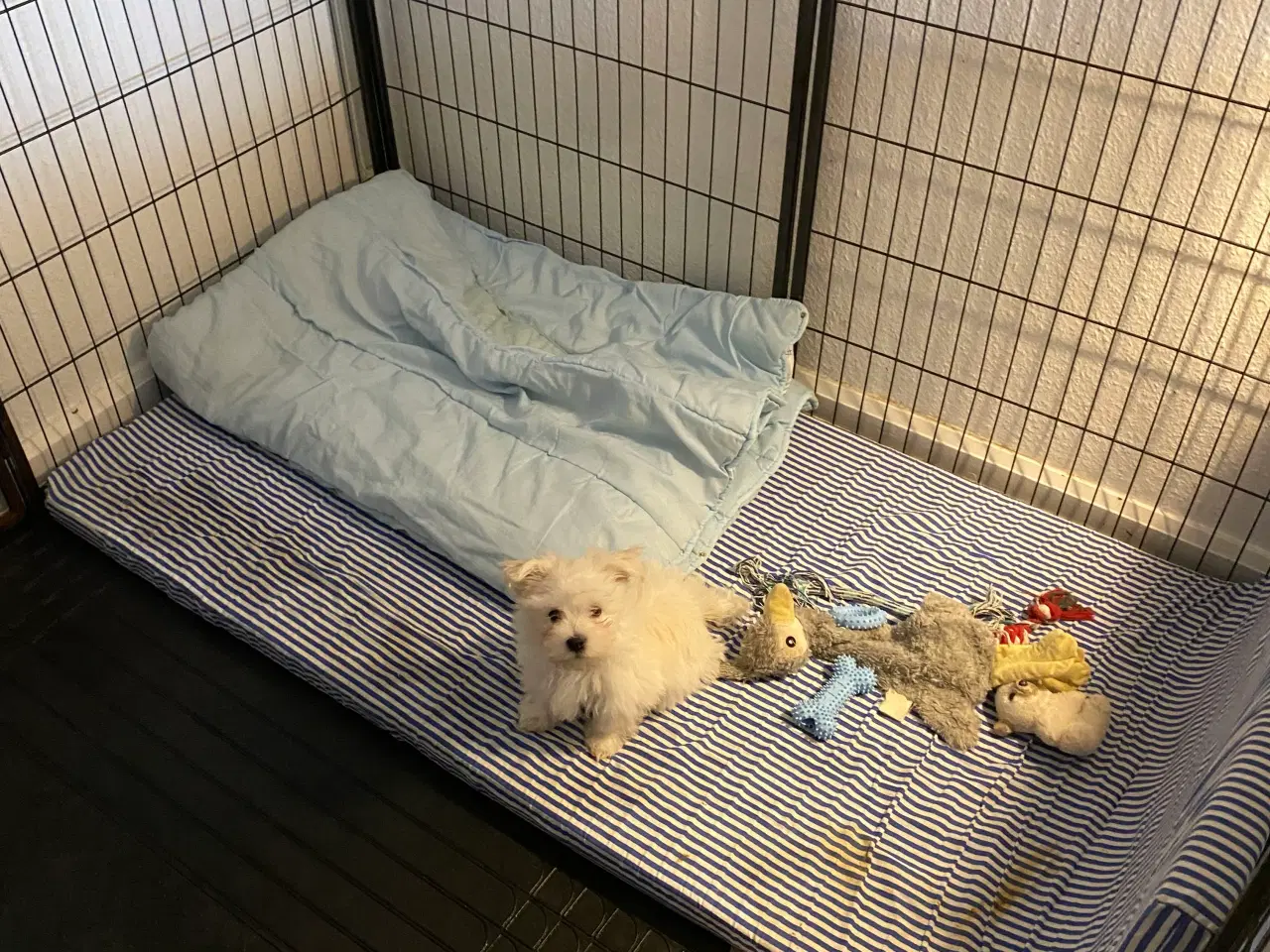 Billede 3 - Mini malteser hvalp