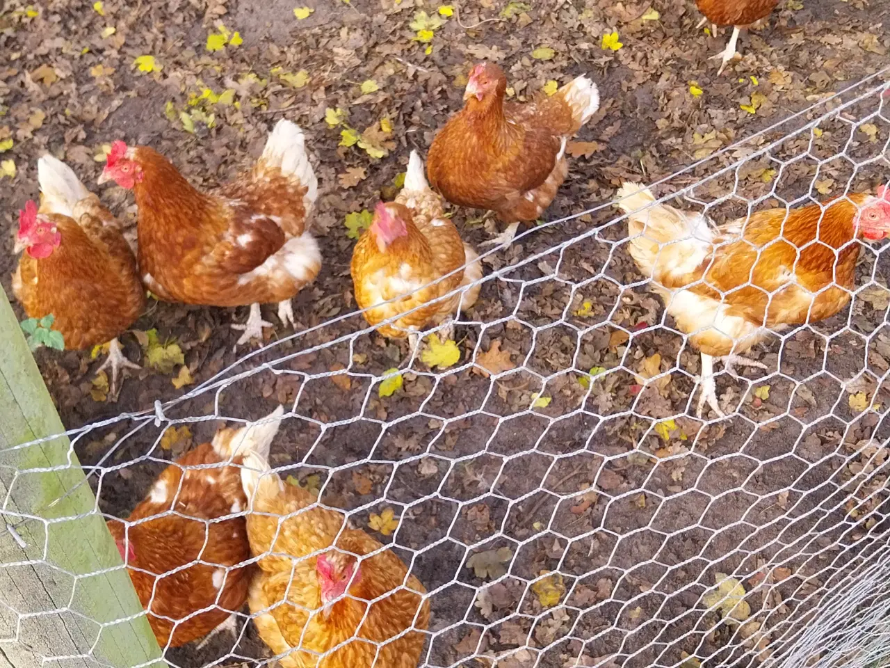 Billede 2 - Æglæggende høns alder 9mdr til 2,5 år