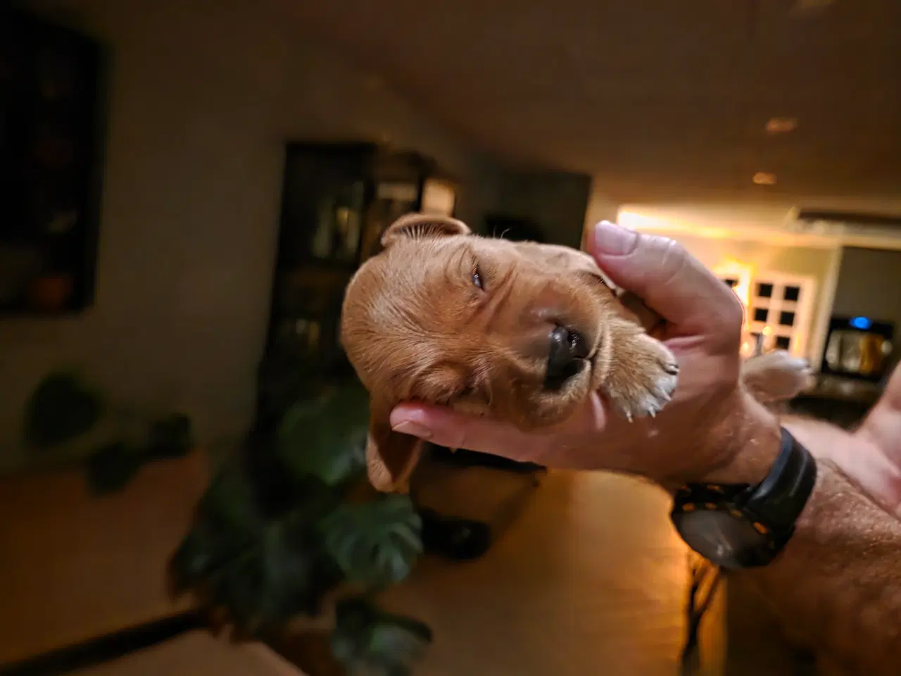 Billede 7 - Golden retriever hvalpe