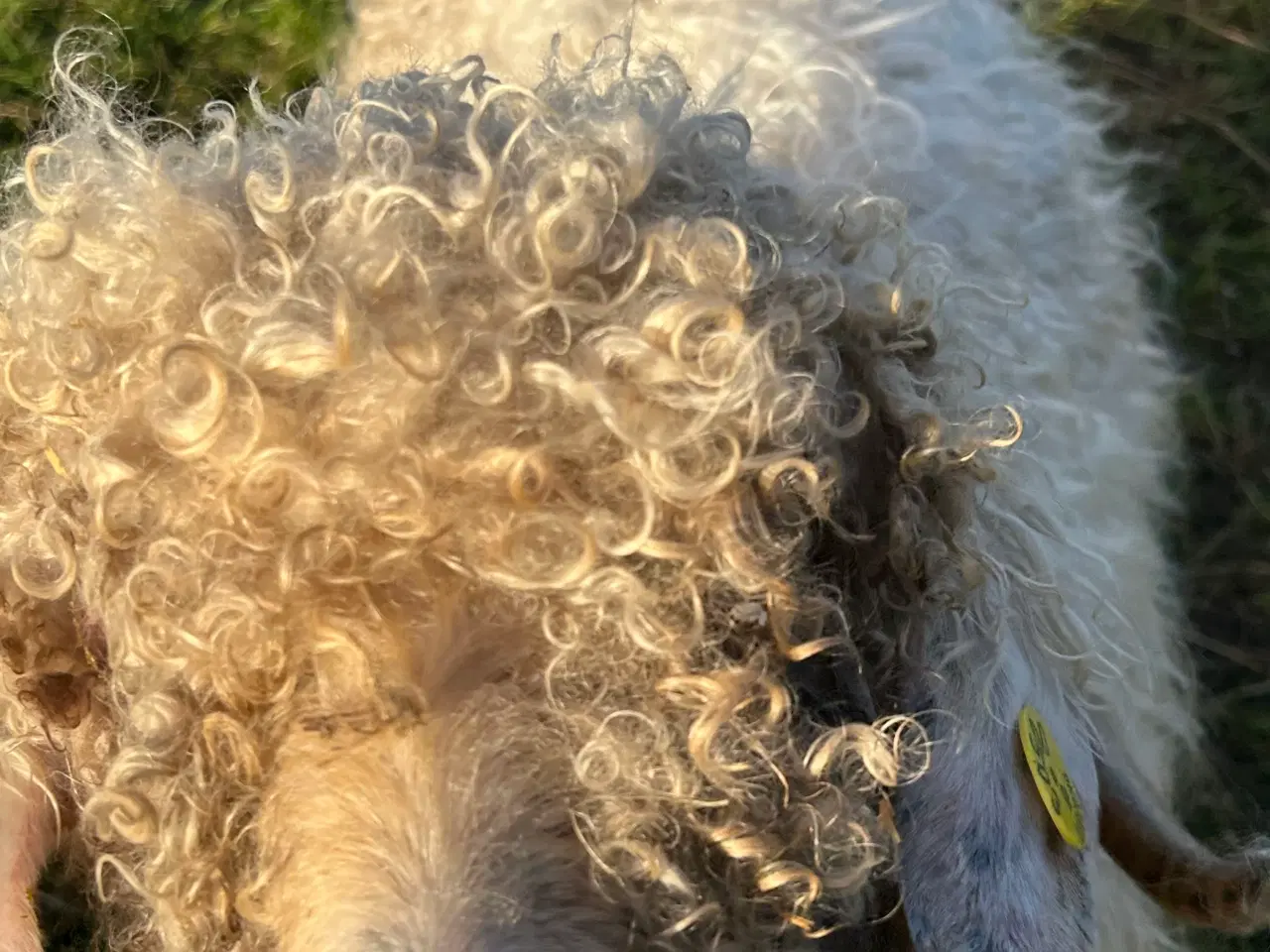 Billede 3 - Flot og stærk Mohairbuk