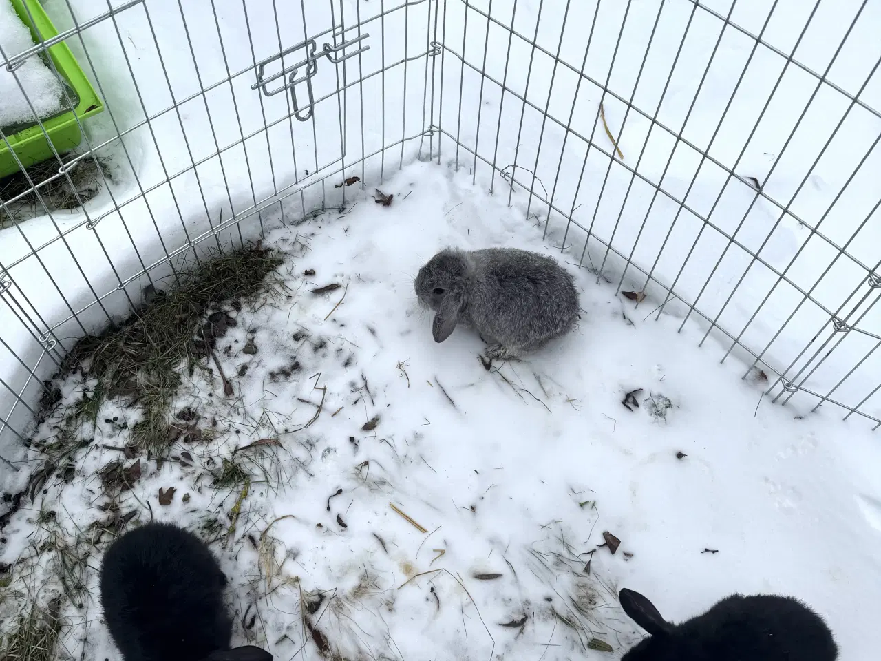 Billede 10 - Han Dværgvædder unger sælges 