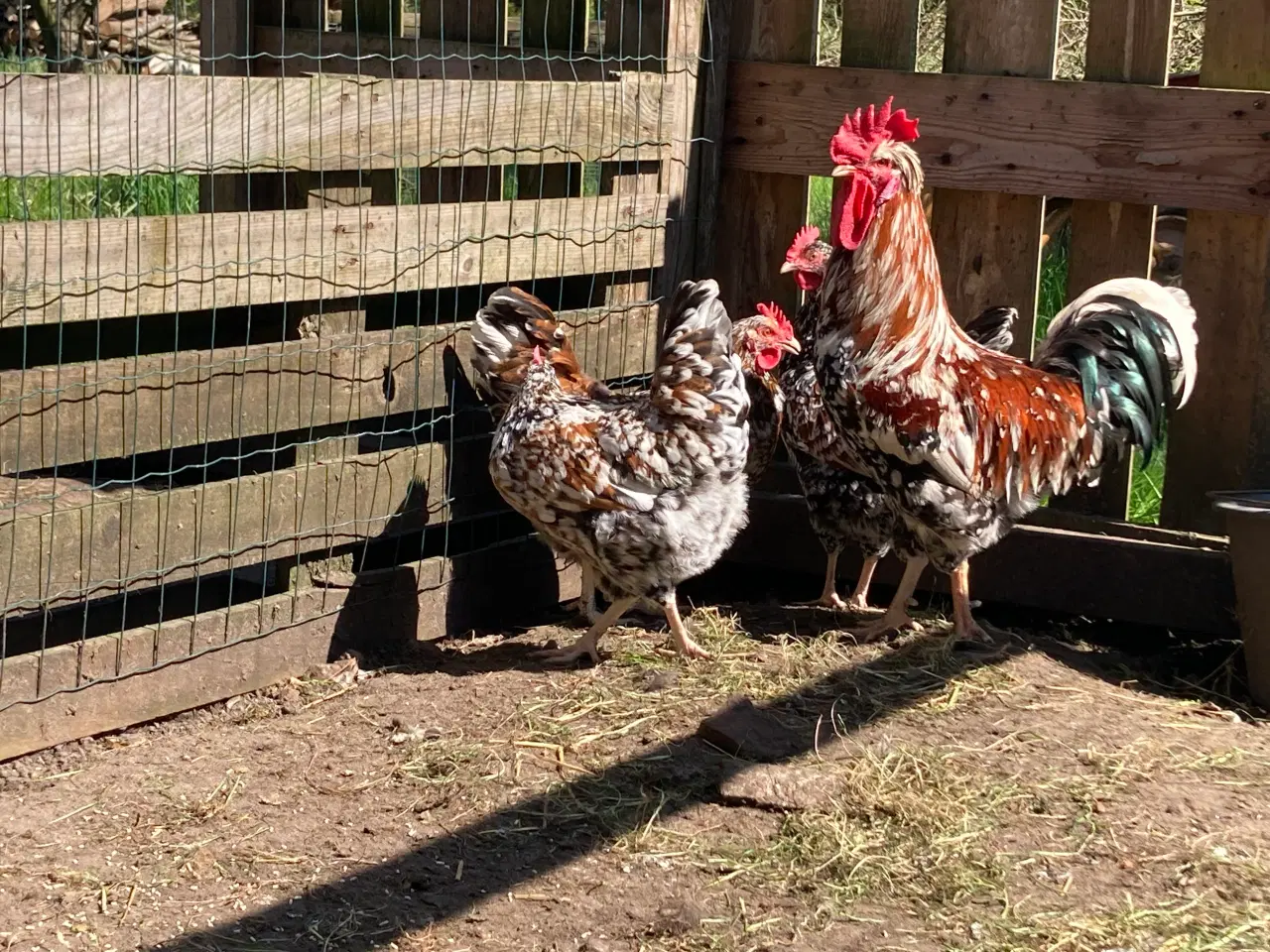Billede 1 - Rugeæg fra racehøns 