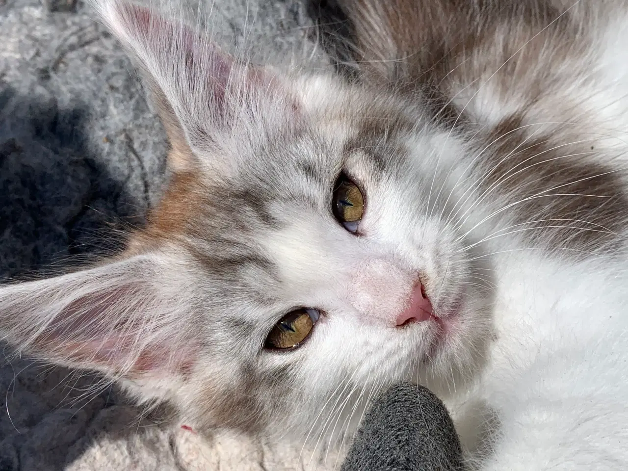 Billede 7 - Maine Coon hun killing med stamtavle