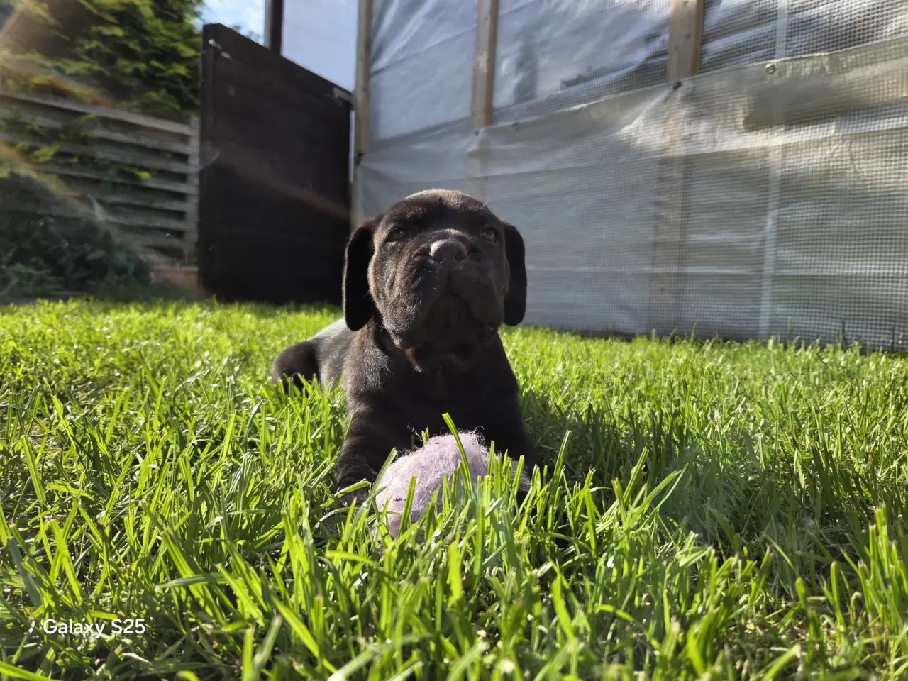 Billede 4 - Cane Corso italiano 