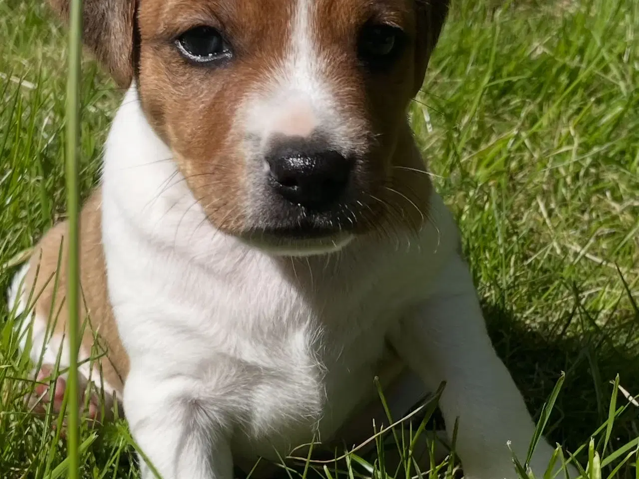 Billede 1 - Dansk/Svensk gårdhund hvalp
