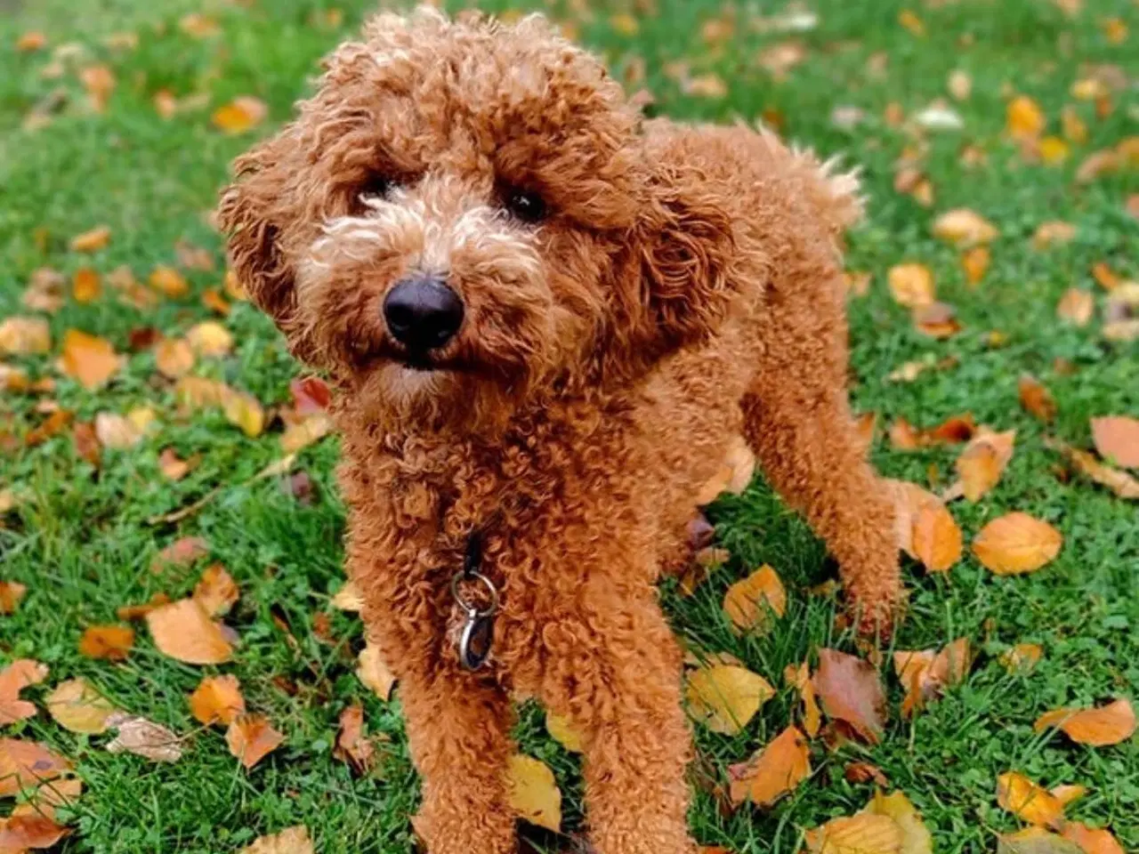 Billede 12 - Cockerpoo f1b