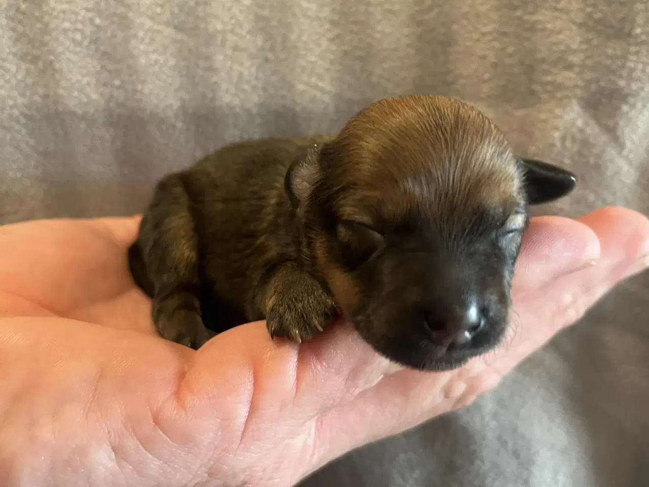 Billede 4 - 3 tilbage nu!  Små blandinger 