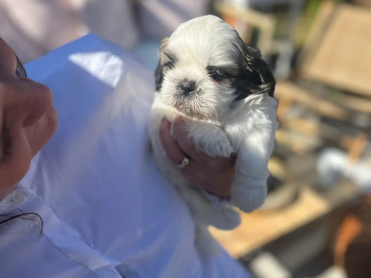Billede 6 - Shih Tzu hvalpe