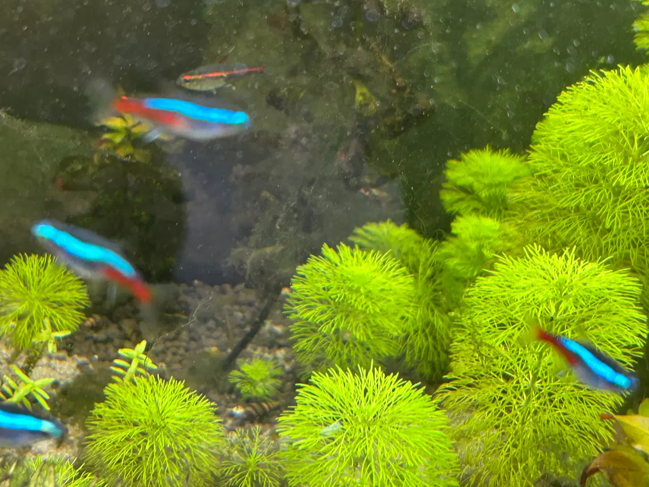 Billede 5 - 🐟 Neonfisk sælges – god stimepris | Viby J