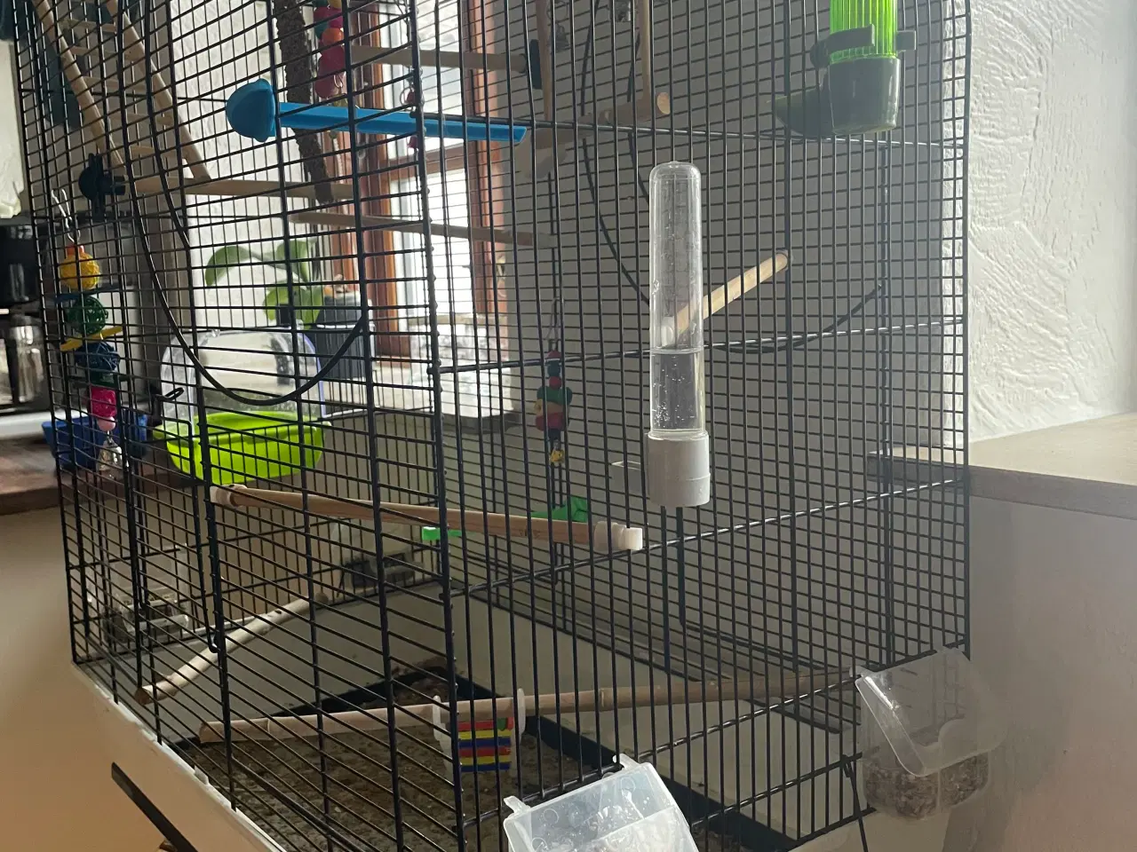 Billede 3 - Dværgpapegøjer m bur  