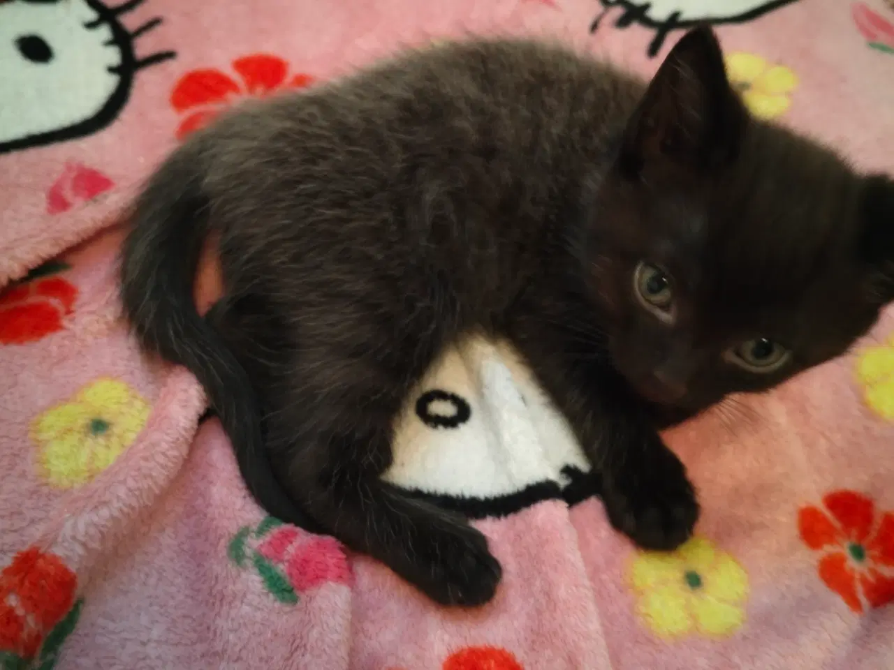 Billede 9 - Ragdoll/ marinecoon blanding 