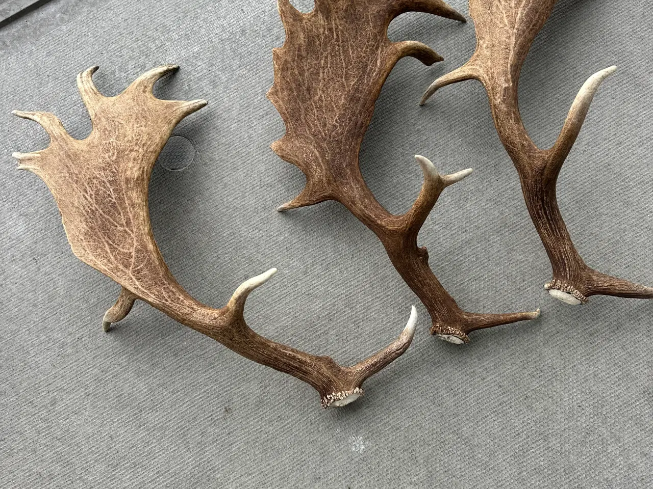 Billede 1 - 3 rigtig store kastestænger fra dåhjort sælges 