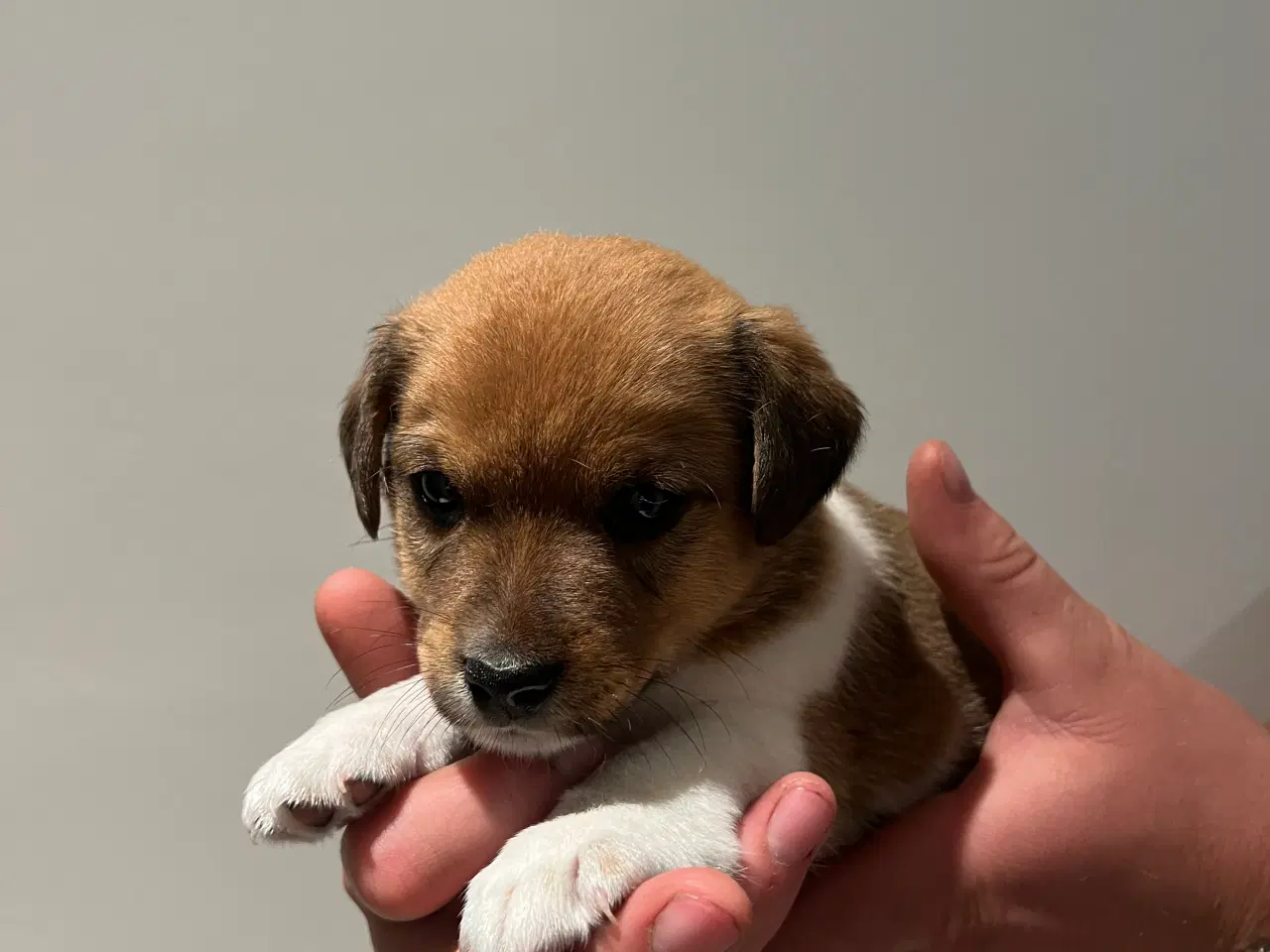 Billede 9 - Jack Russel Hvalpen