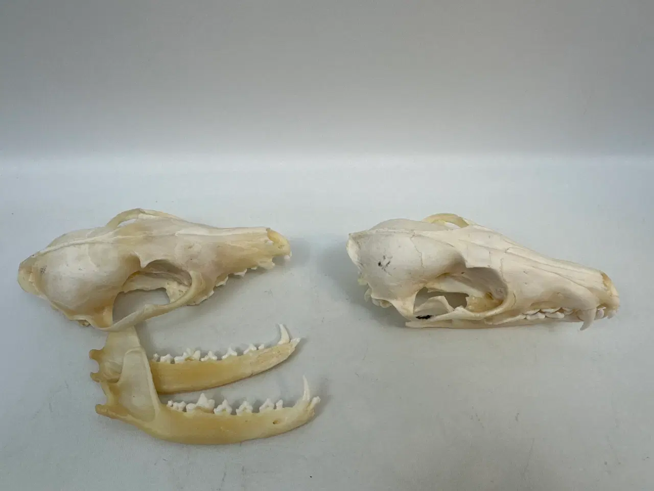 Billede 7 - 2 stk. kranier fra ræv 
