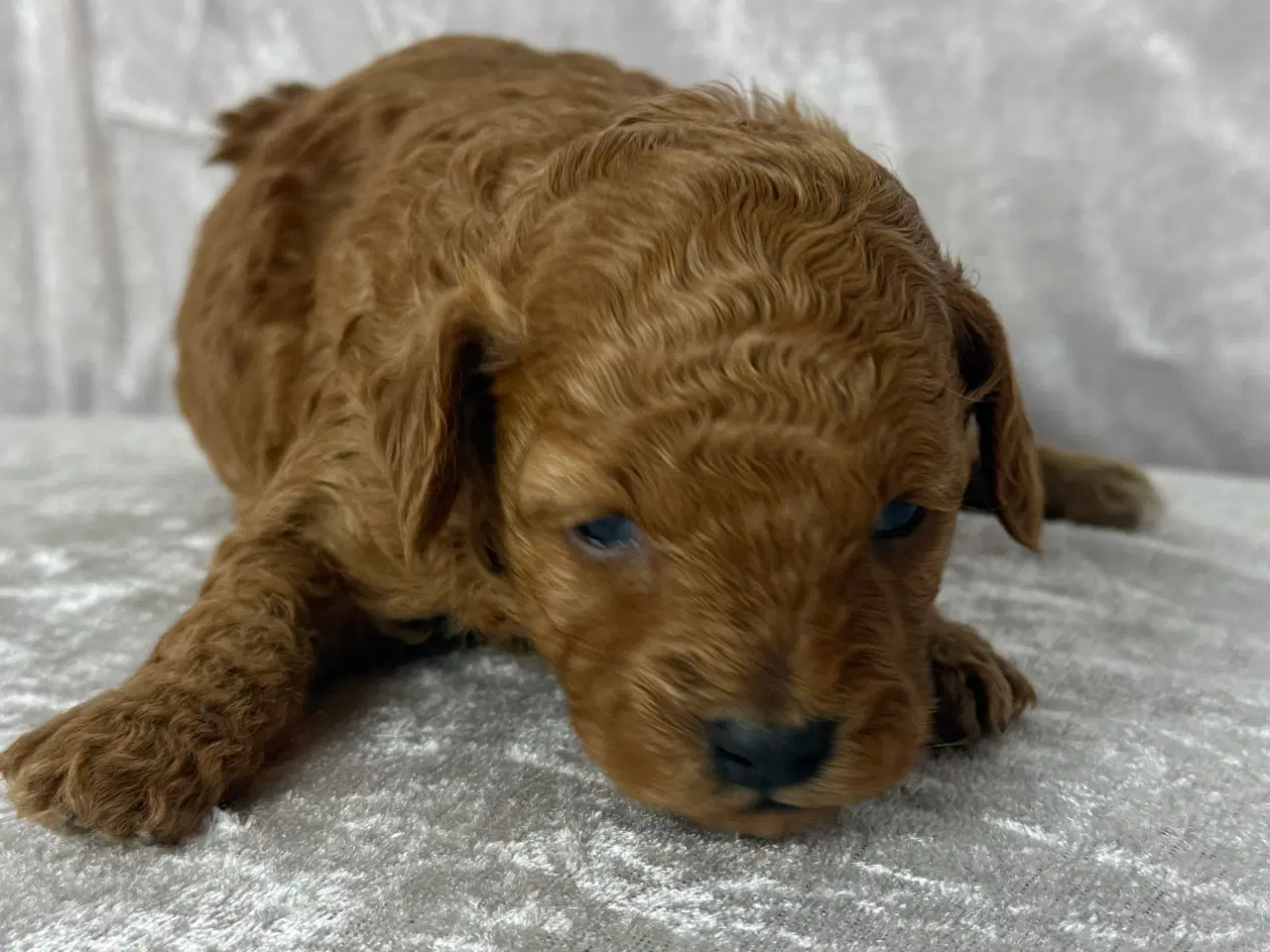 Billede 3 - Røde toy puddel