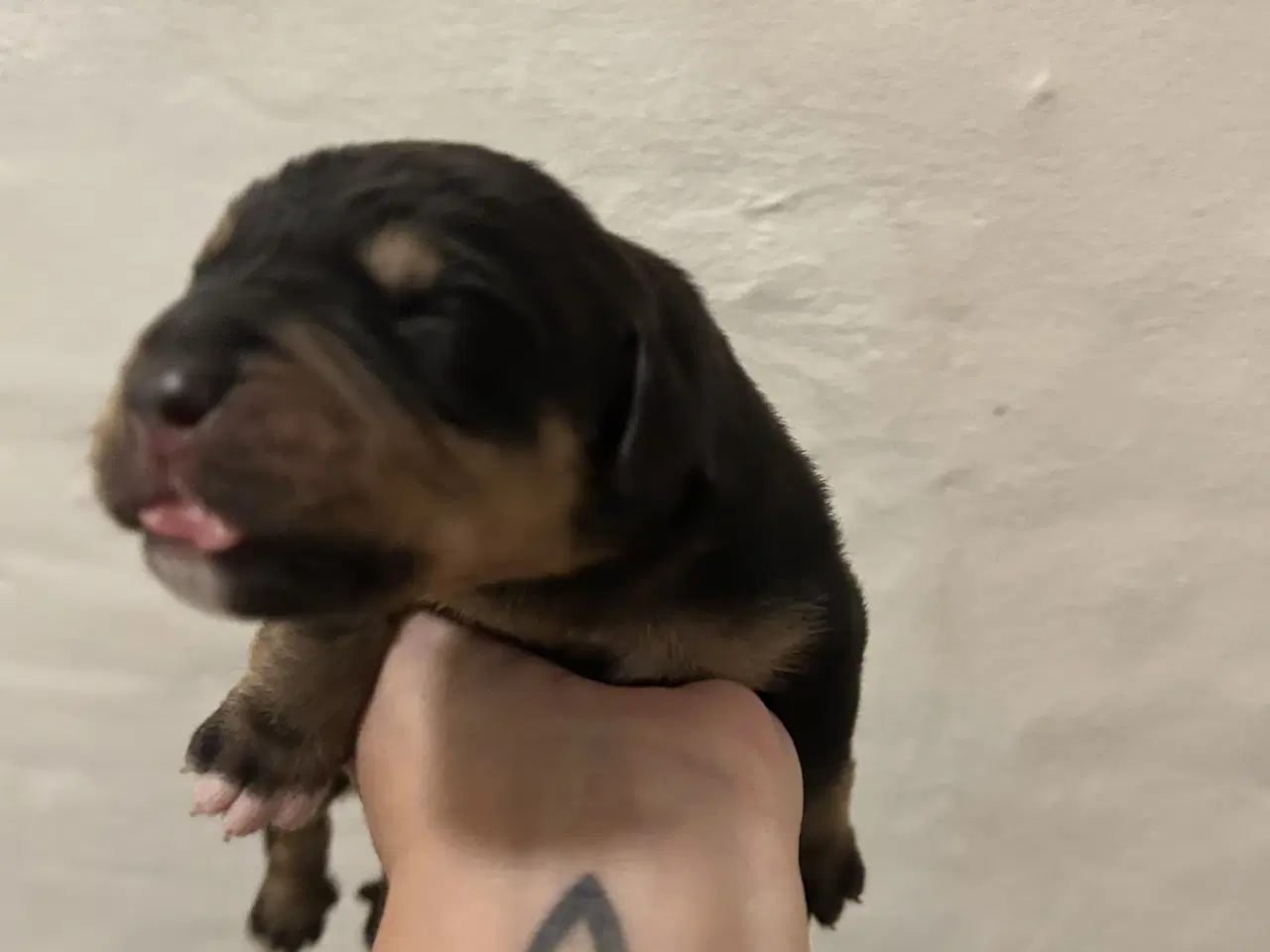 Billede 4 - Labrador/rottweiler hvalpe