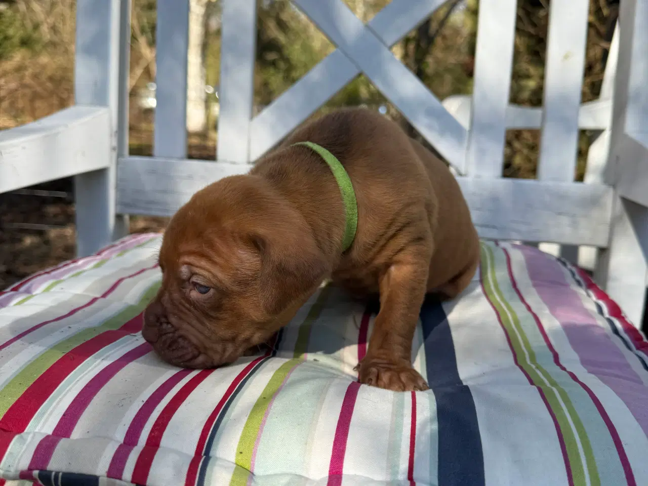 Billede 6 - Smukke fransk mastiff/Dogue de Bordeaux hvalpe 🐾