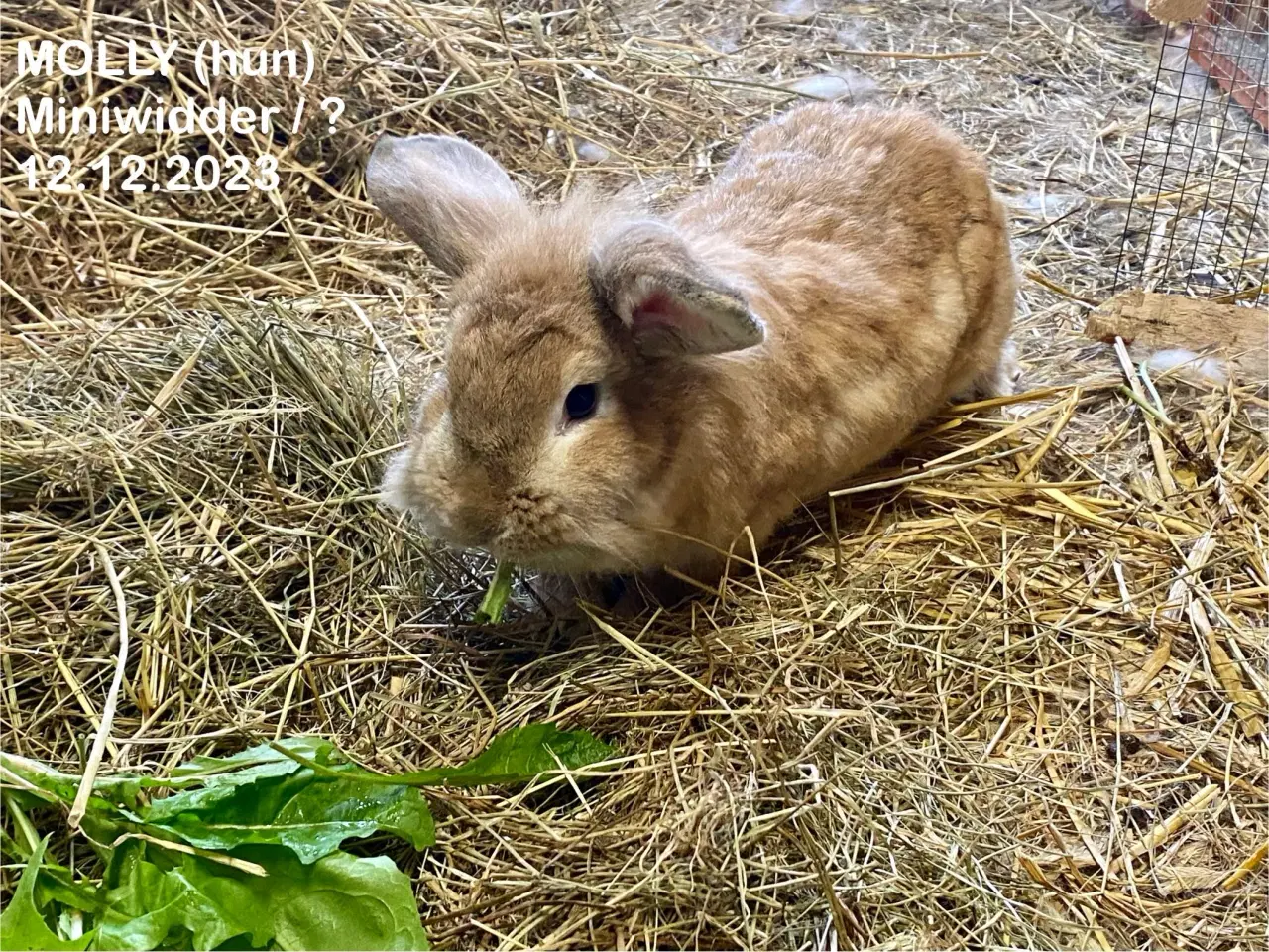Billede 7 - Kærlige kaniner klar til nyt hjem 🐇❤️
