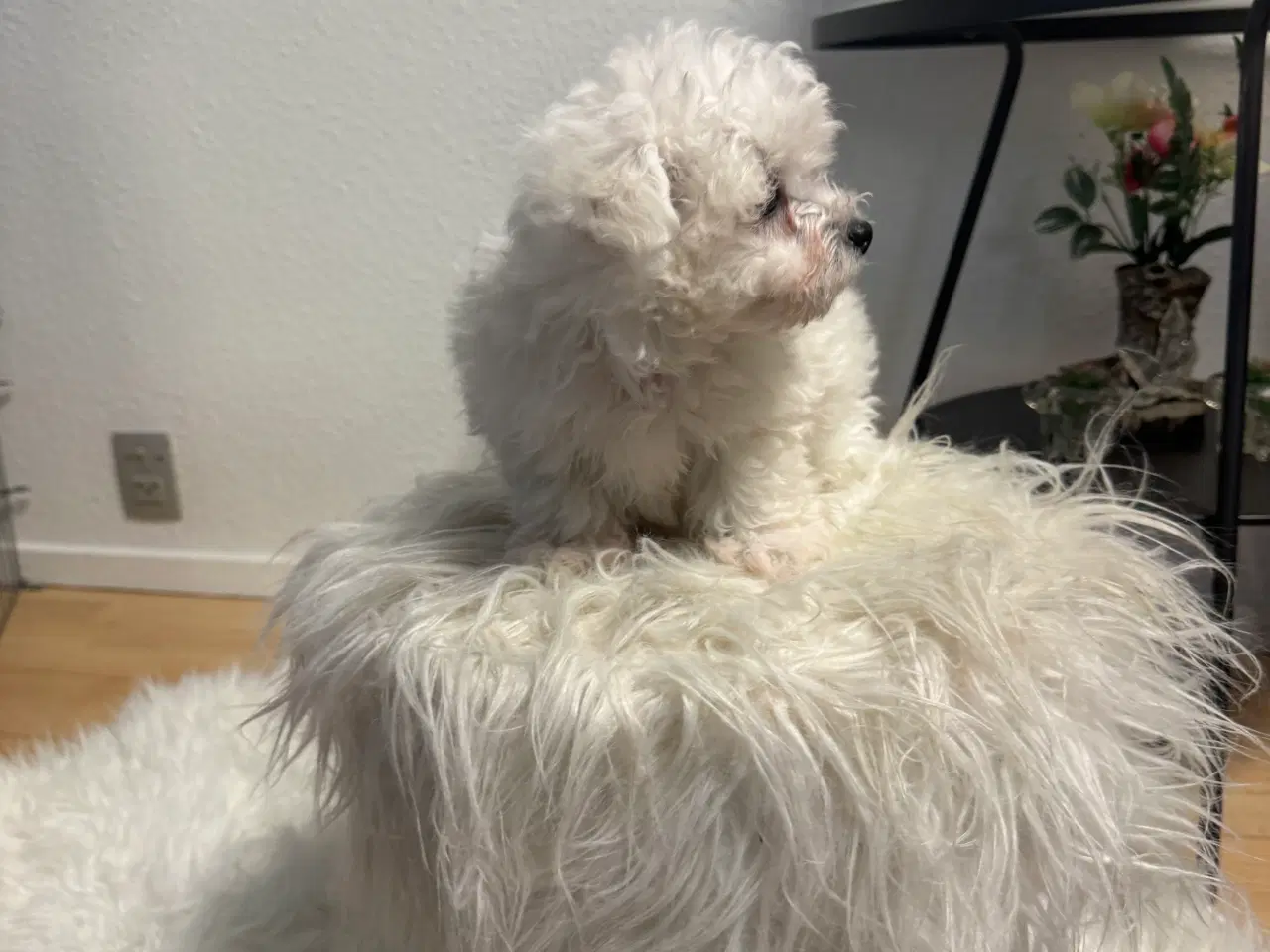 Billede 4 - Maltesisk Maltesisk Bichon