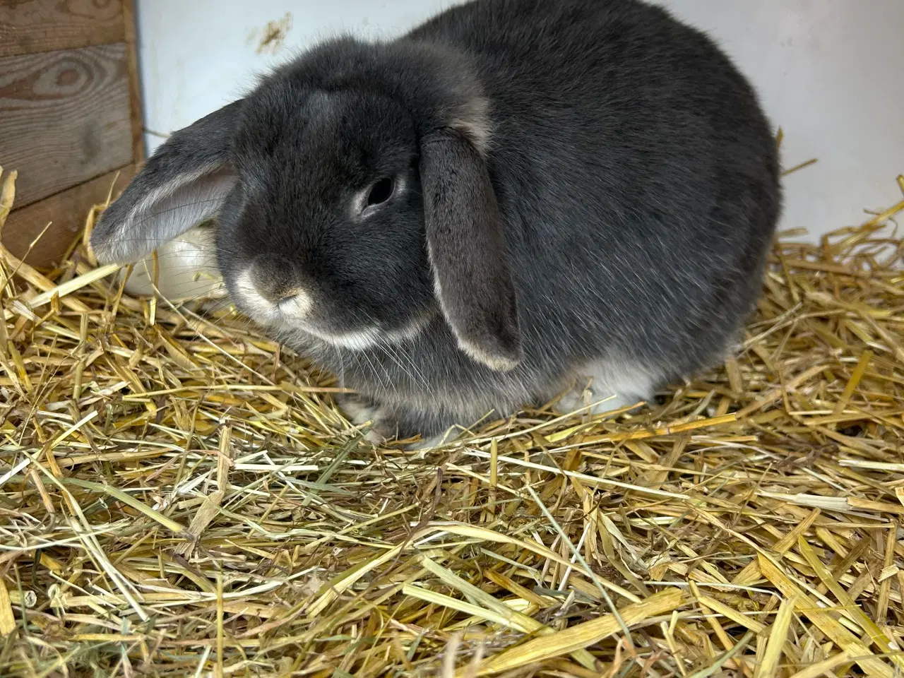 Billede 1 - Mini Lop