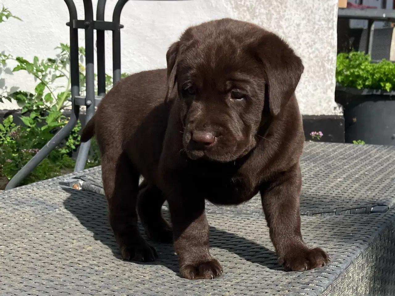 Billede 4 - Brune labradorhvalpe