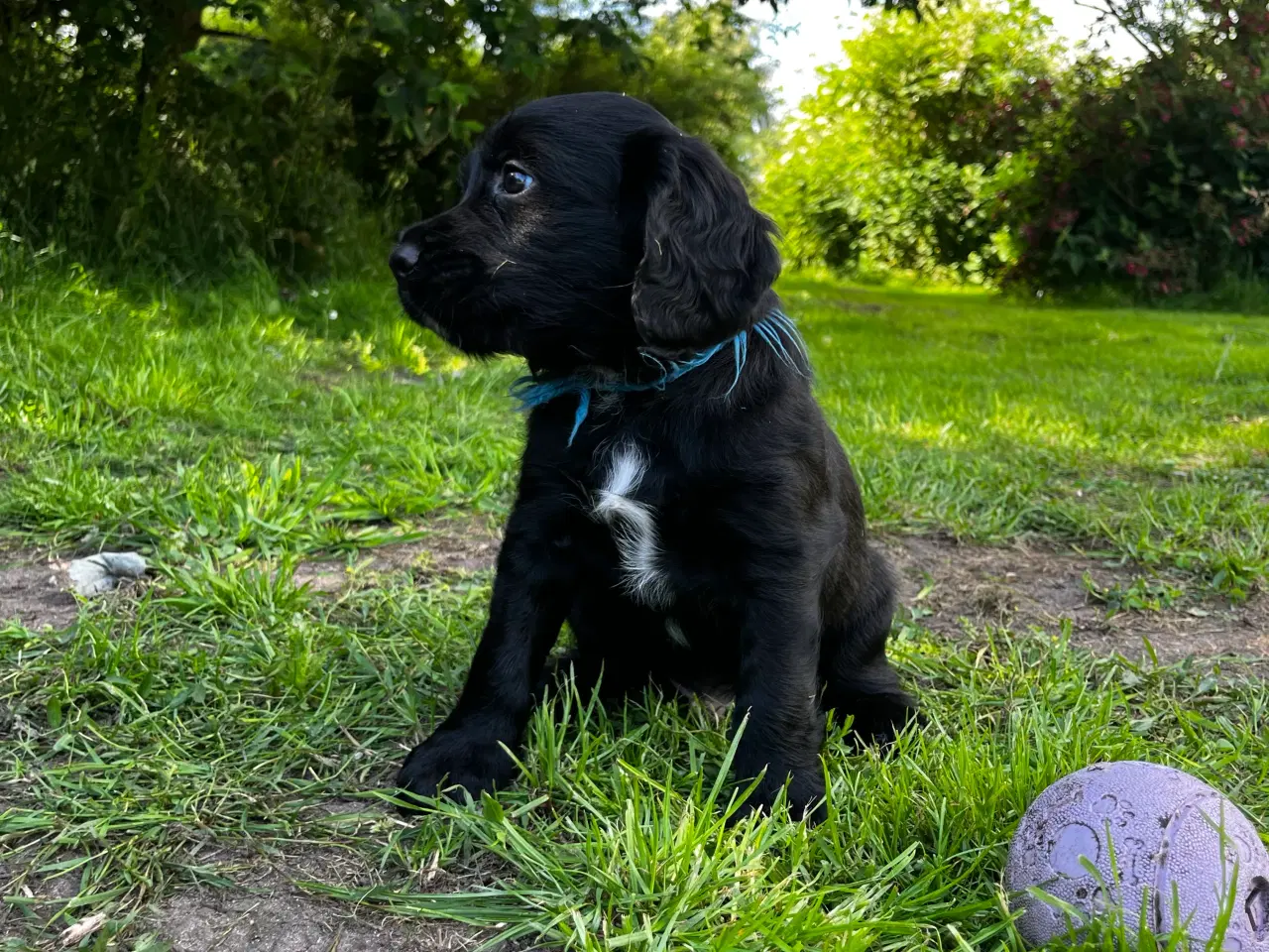 Billede 2 - FT Cocker Spaniel hvalpe
