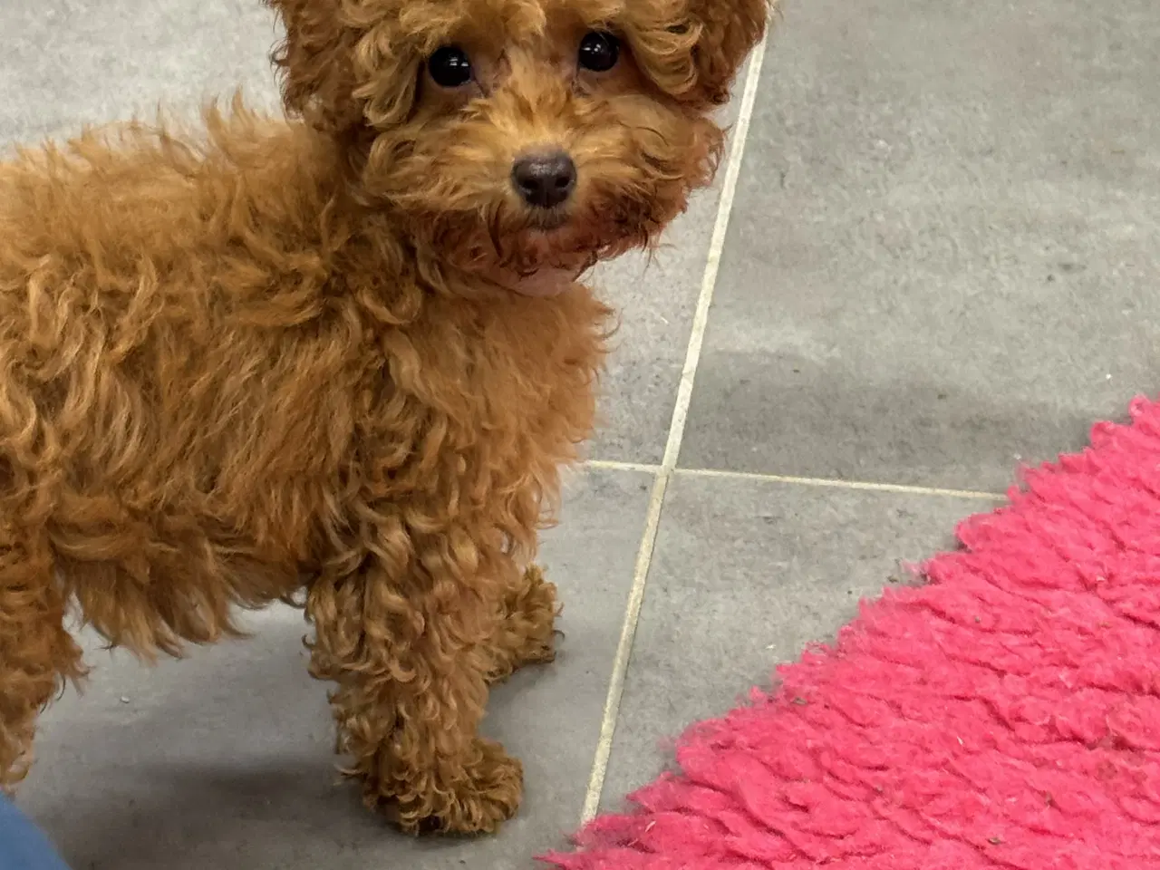 Billede 9 - 🐾maltipoo miniature 🩷💙🐾